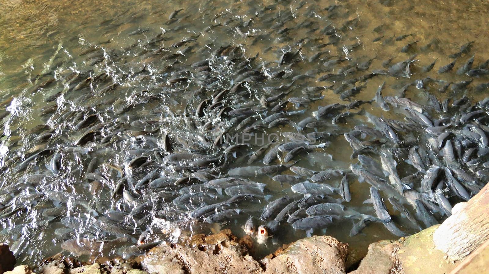 A large school of fish, grey carp fish at the entrance of the Nam Lod, Tham Lot Cave, waiting to be fed by tourists, Mae Hong Son Loop, close to Pai, Thailand 2023