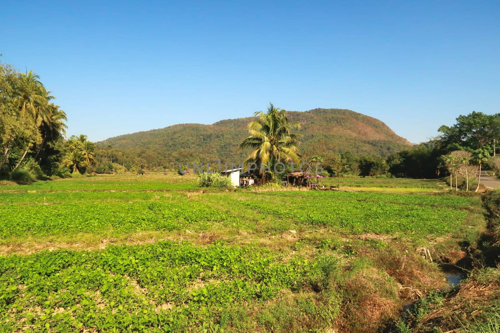 Picturesque landscape, vegetable field, farmland next to the road winding road of the Mae Hong Son Loop, close to Ban Rak Thai Village, Thailand 2023