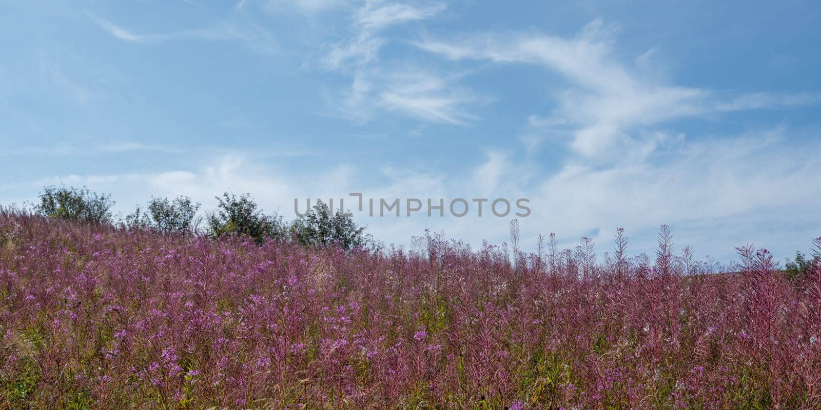 Blooming willowherb (Epilobium angustifolium) on a green meadow