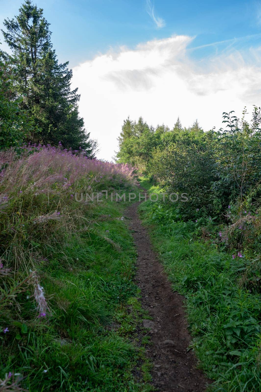 Blooming willowherb (Epilobium angustifolium) on a meadow, next to a footpath with trees and blue sky
