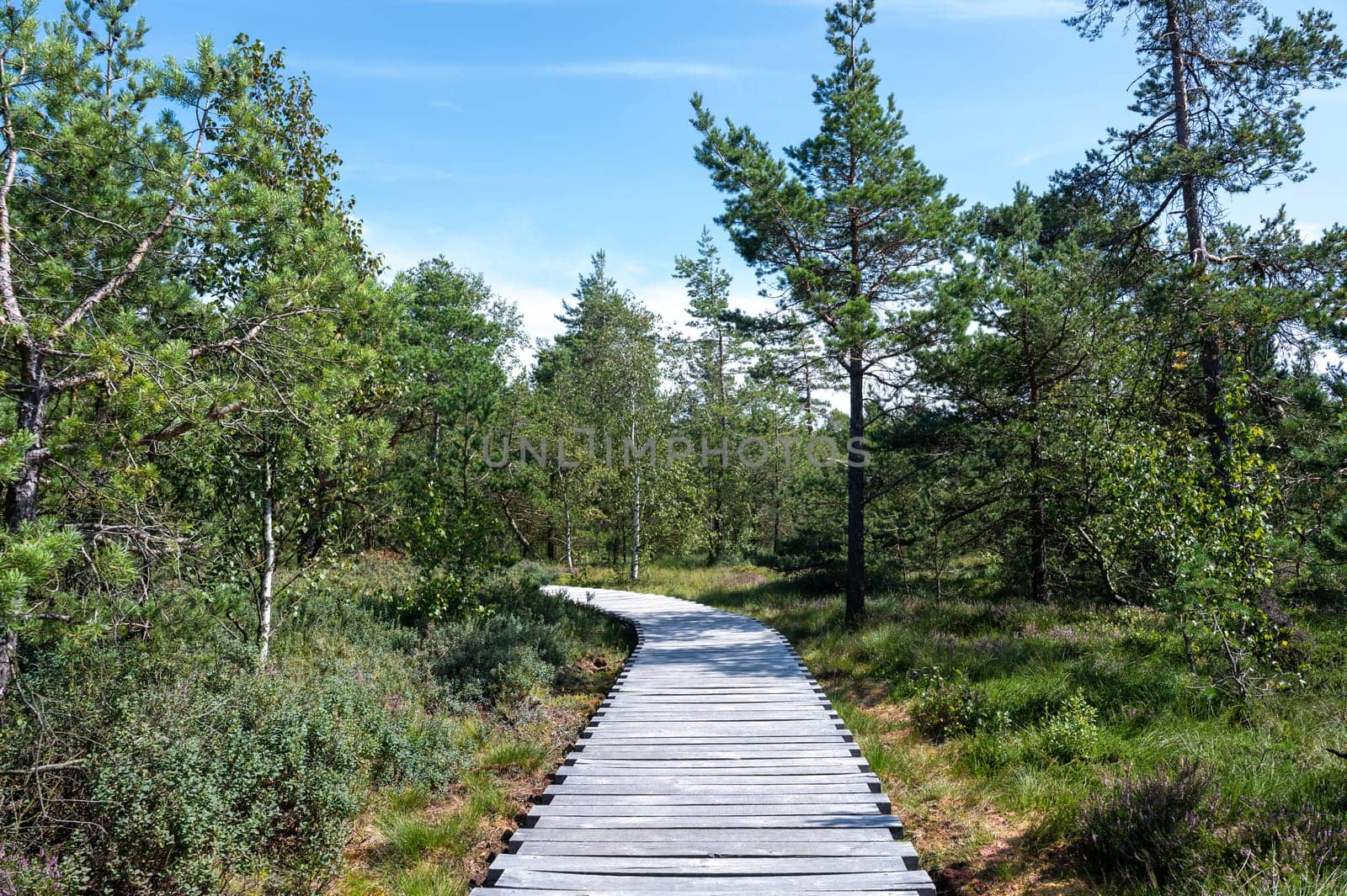Black moor in the Rhoen, Bavaria, Germany, in summer  with a new moor path and forest  in sunlight