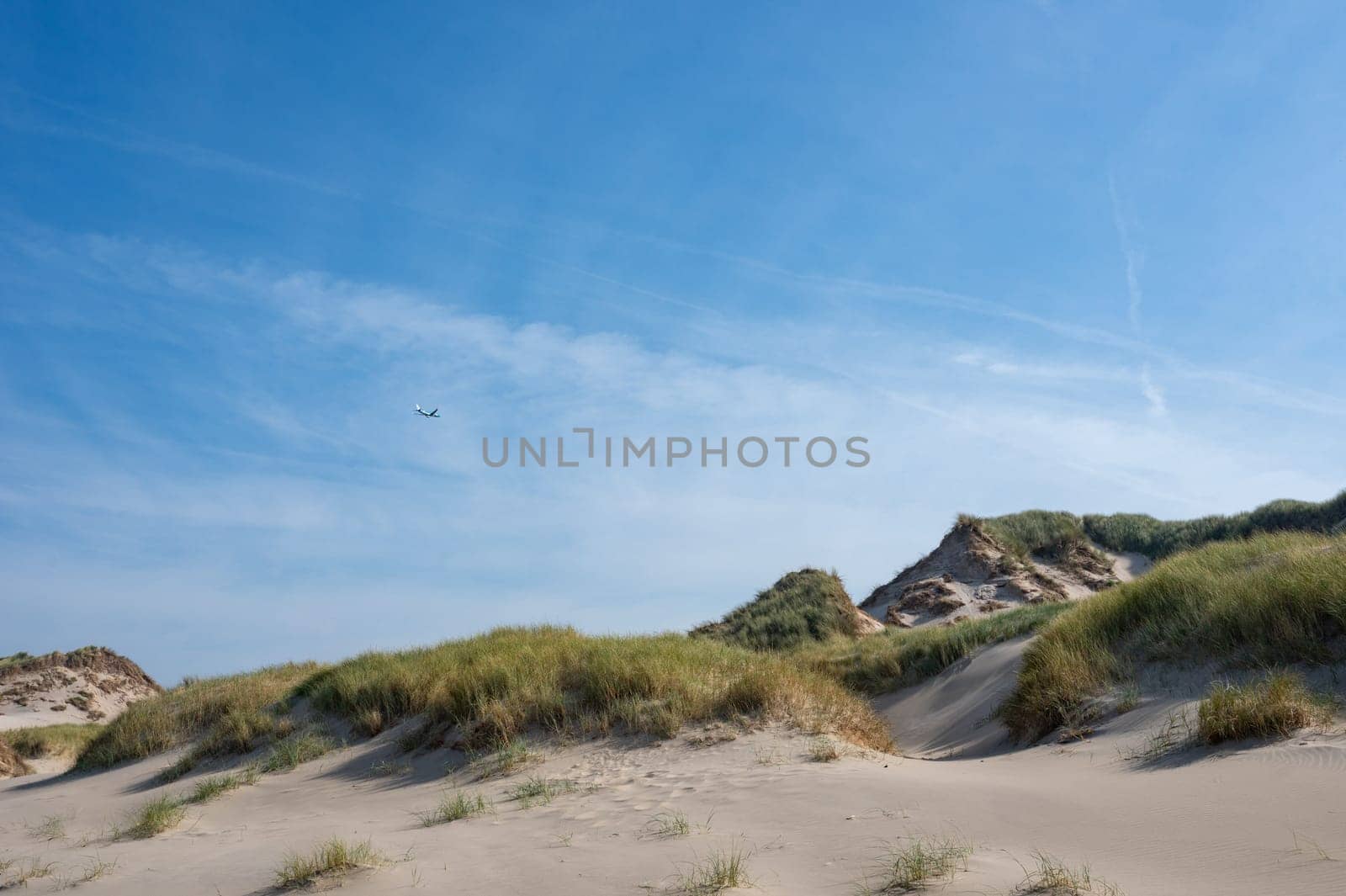 Dunes landscape  with beach grass on the North Sea coast in the Netherlands