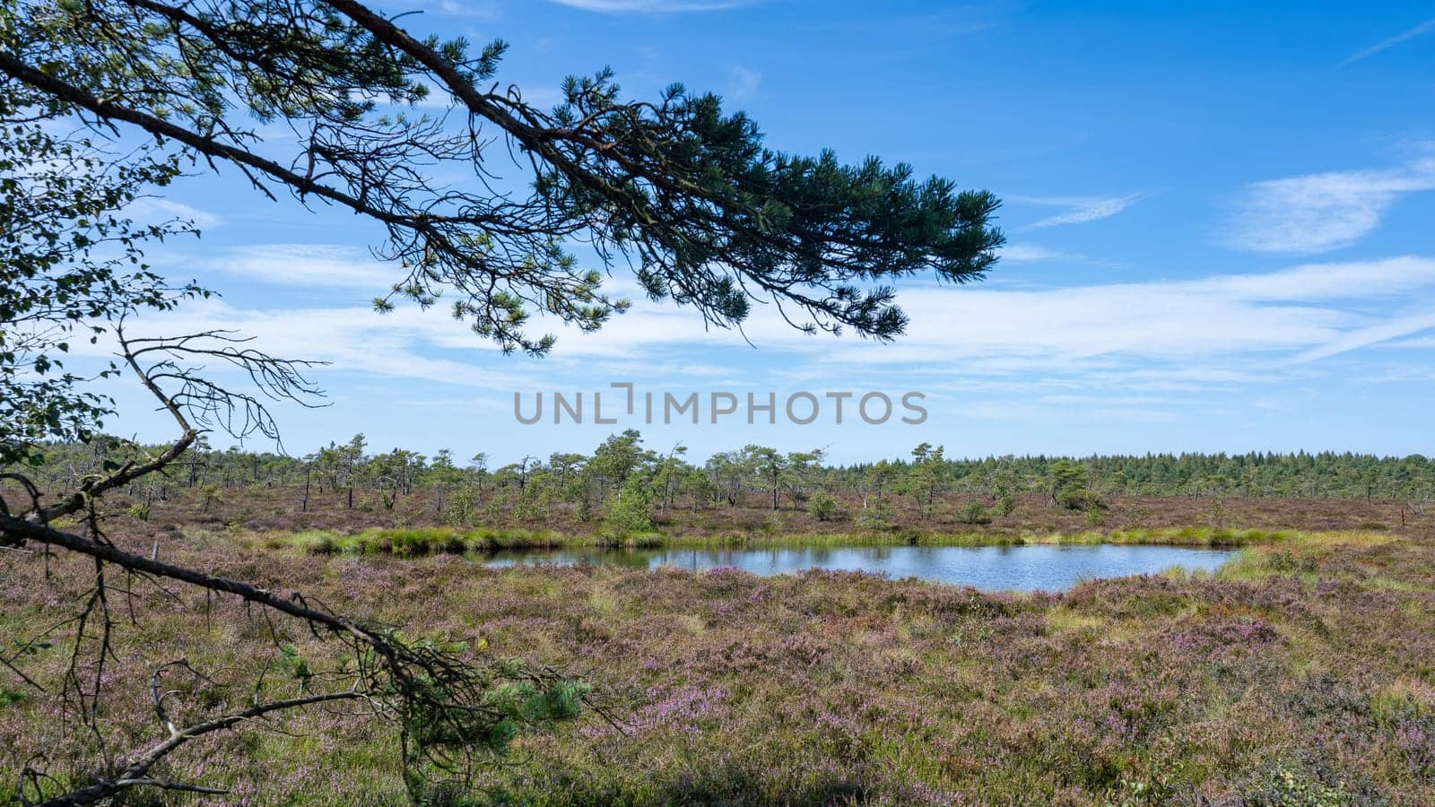 Moor eyes in the black moor with broom heather in the high Rhoen, Bavaria, Germany
