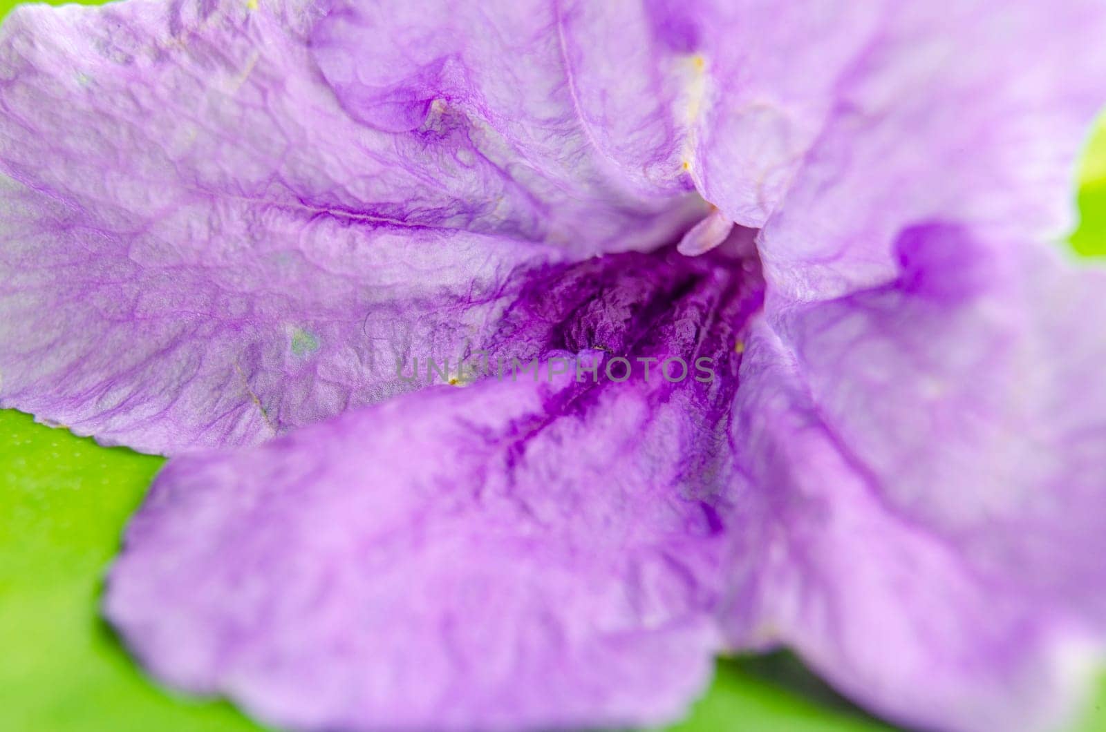 Close up of purple flower petals. Flora concept.