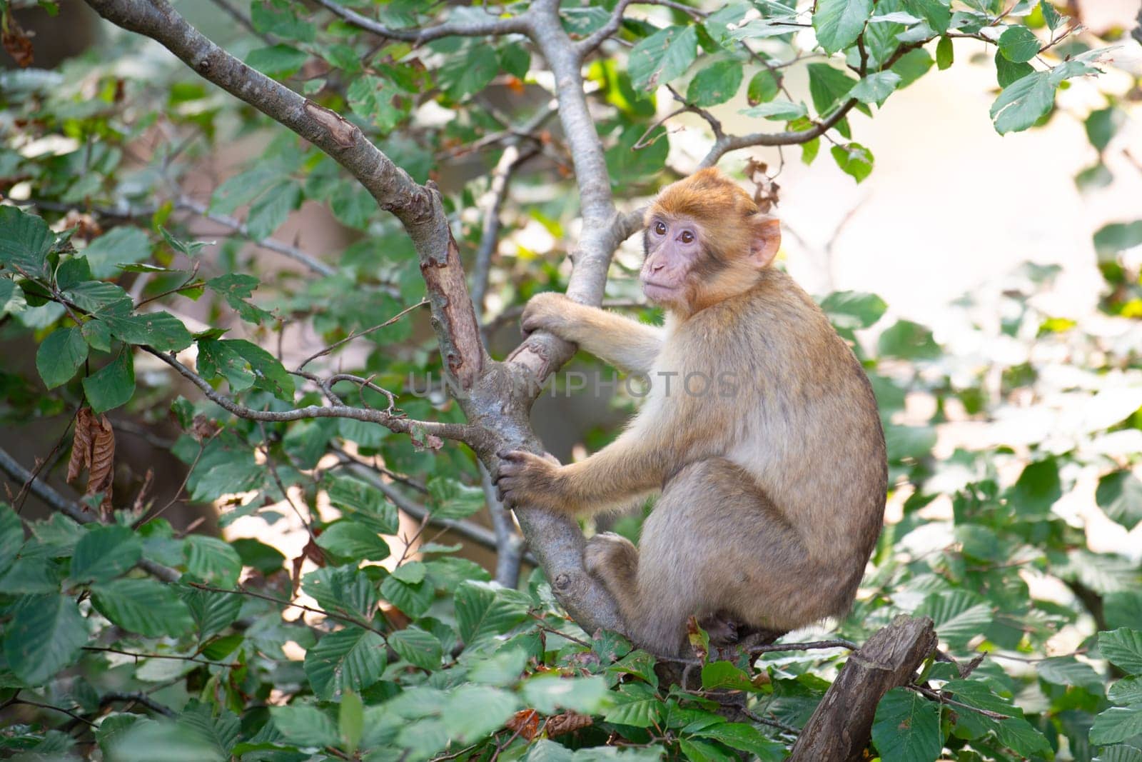 Barbary macaque ape, rhesus monkey, wildlife of North Africa, habitat jungle, young baby animal