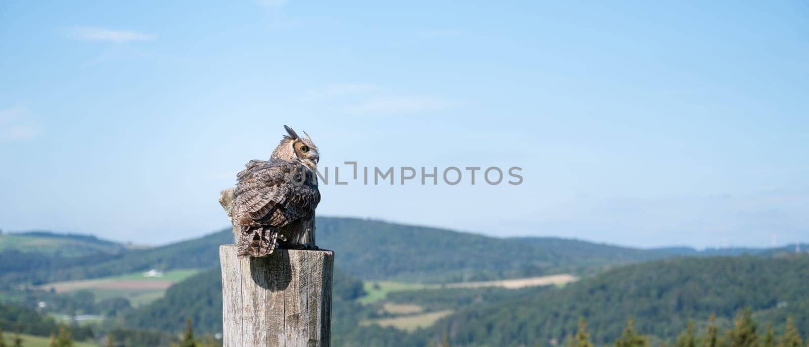 Great horned eagle owl, wildlife, raptor bird on a tree trunk, habitat, forest and meadow landscape