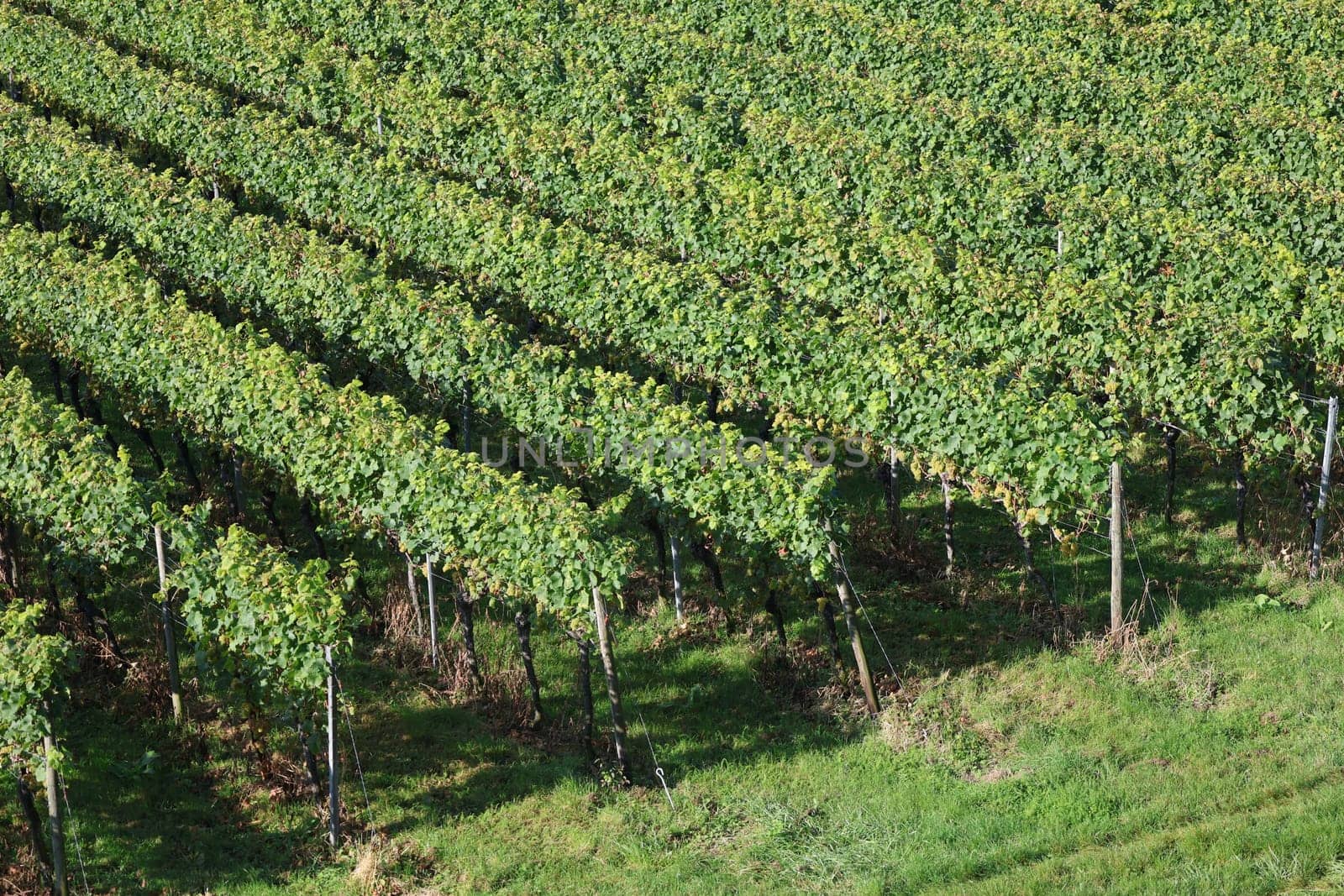 Vines on a vineyard on Lake Constance,view from Hagnau over the vineyards/vineyards to Lake Constance