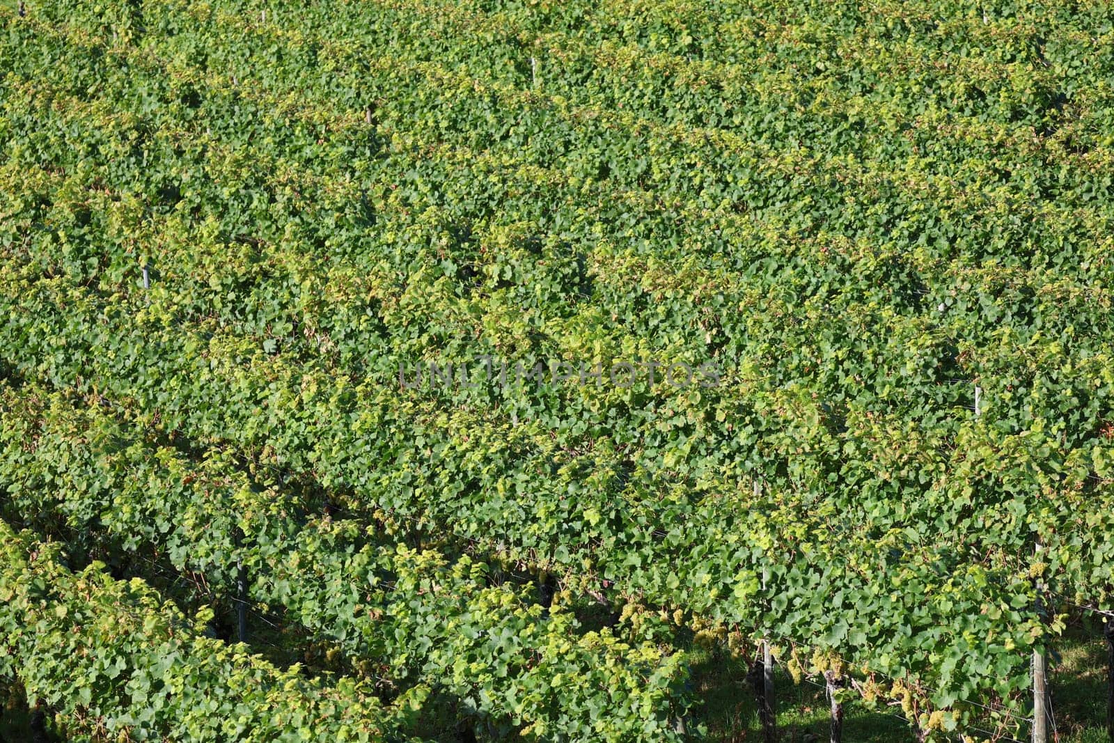 Vines on a vineyard on Lake Constance,view from Hagnau over the vineyards/vineyards to Lake Constance