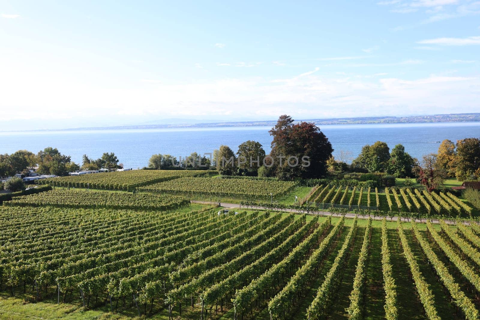 Vines on a vineyard on Lake Constance,view from Hagnau over the vineyards/vineyards to Lake Constance