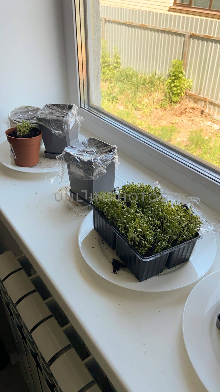 Microgreen are sprouting in several plastic containers placed on a sunny windowsill, with a garden visible through the window. Indoor gardening and sustainable living and home-based horticulture concept.