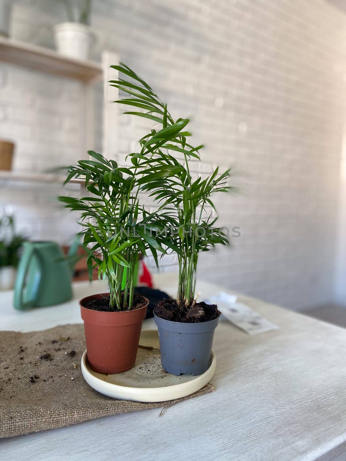 Two vibrant green potted plants are placed side by side on a light-colored table, with a white brick wall in the background. Fresh and inviting atmosphere, nature indoors and home gardening concept.