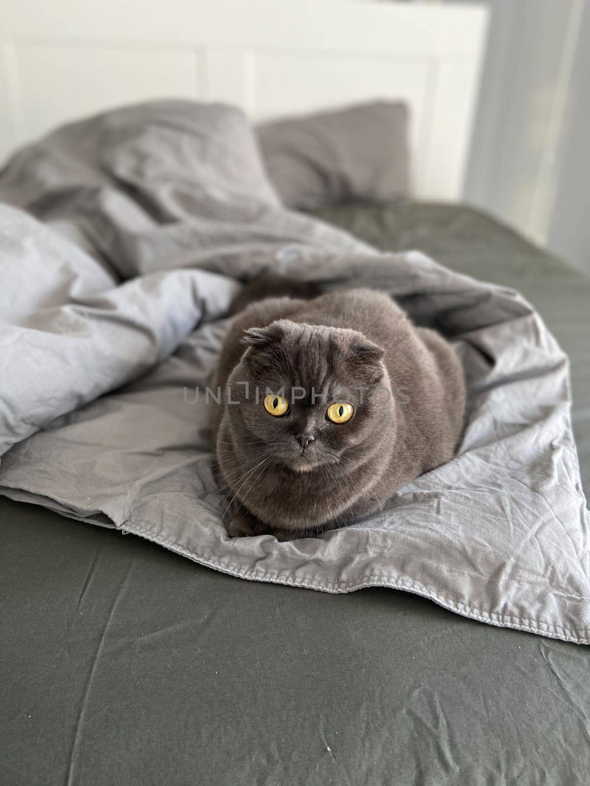 A Scottish Fold cat with distinctive folded ears and striking amber eyes sits attentively indoors. Purebred pet.
