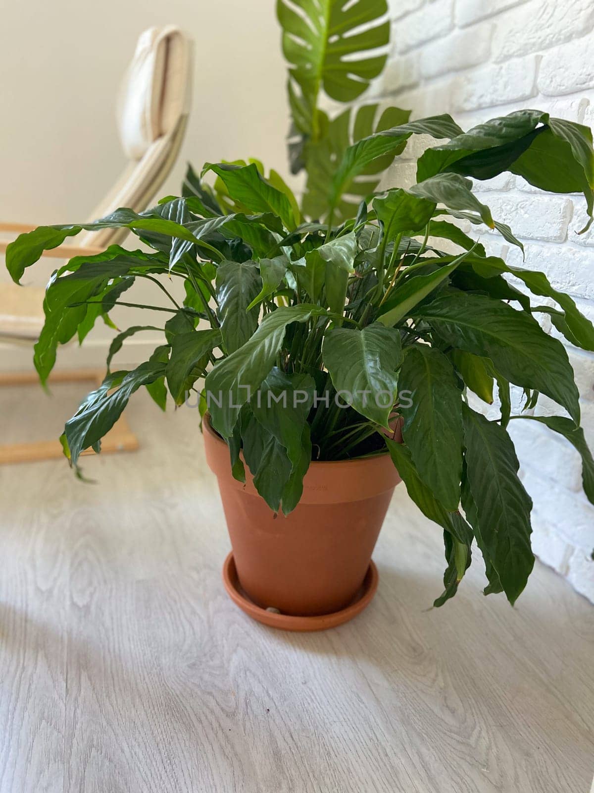 Lush green plant sits in a terracotta pot, positioned on a light wooden floor against a backdrop of white brick wall. Indoor gardening, horticulture and botany