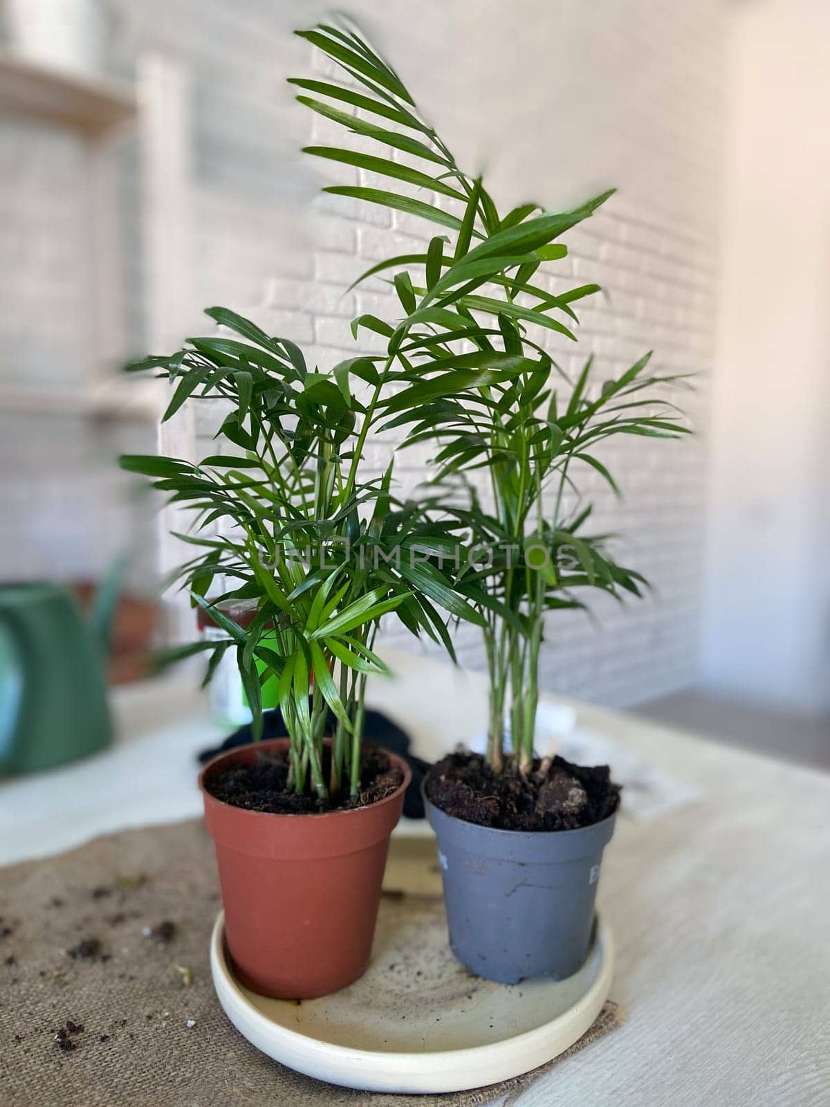 Two vibrant green potted plants are placed side by side on a light-colored table, with a white brick wall in the background. Fresh and inviting atmosphere, nature indoors and home gardening concept.