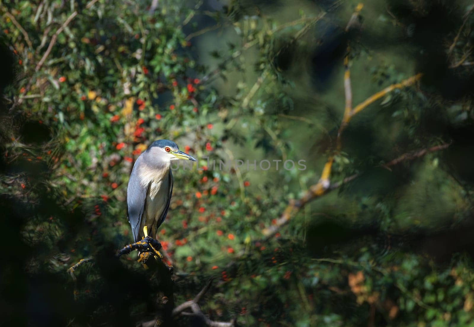Night heron perching on a tree
