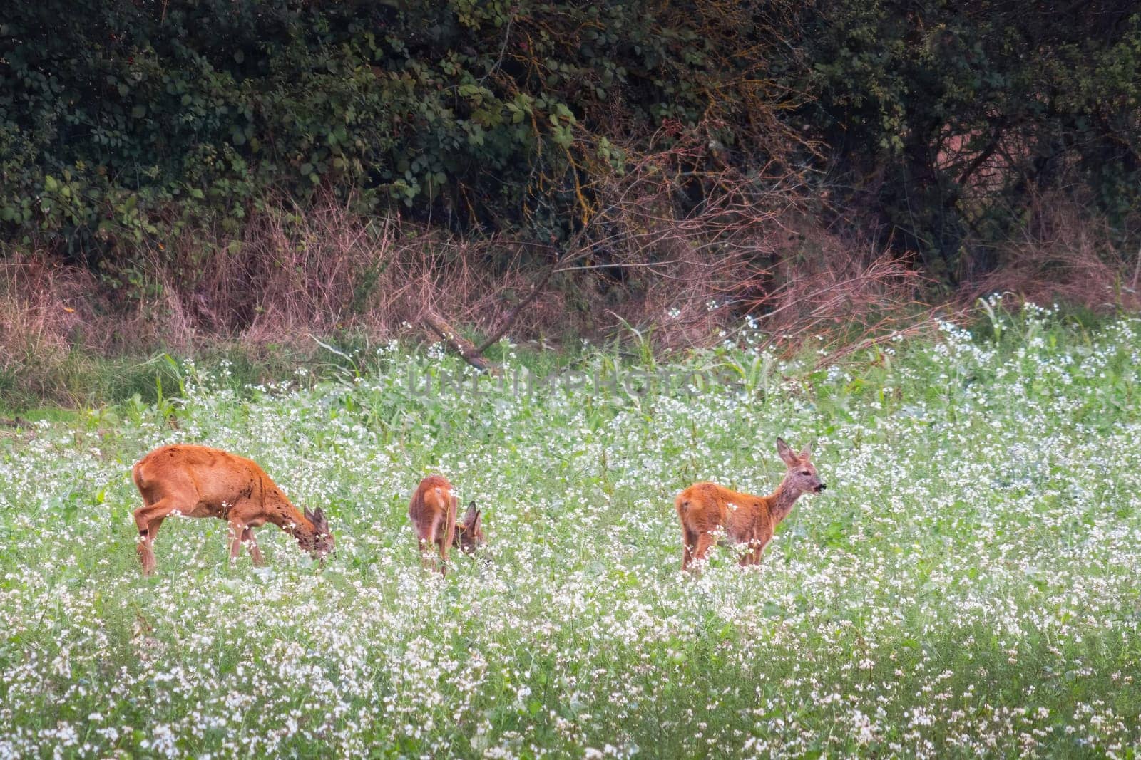 Roe buck in field with white radish