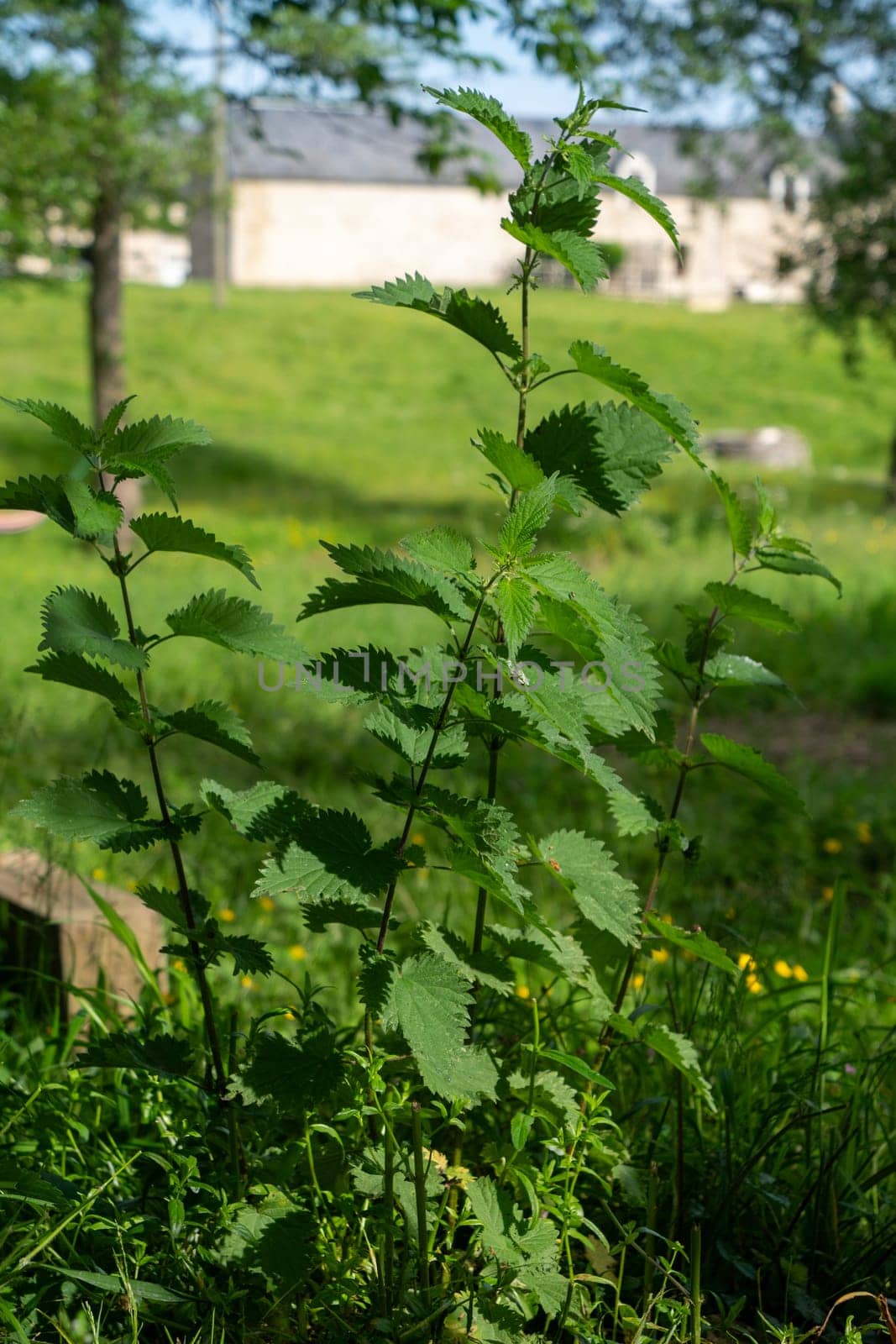 A nettle with green leaves is growing in a field. The plant is surrounded by grass and there is a house in the background