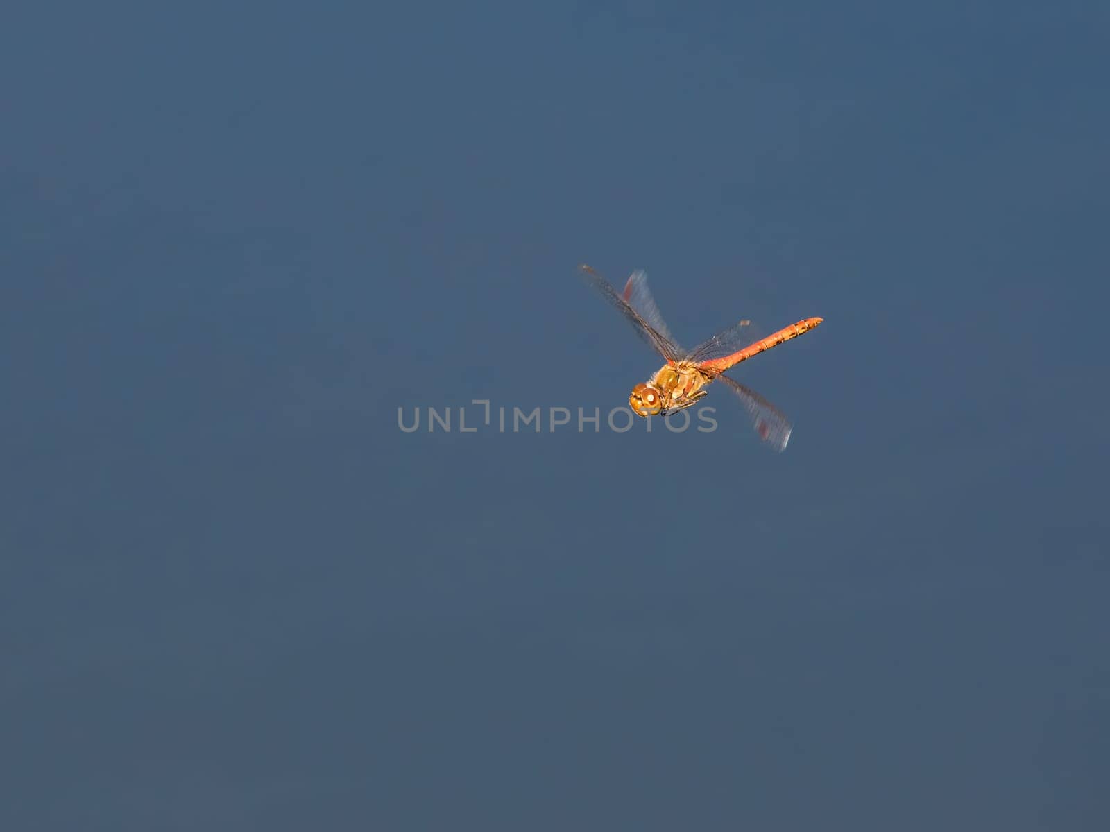 banded demoiselle (Calopteryx splendens ) in flight over water
