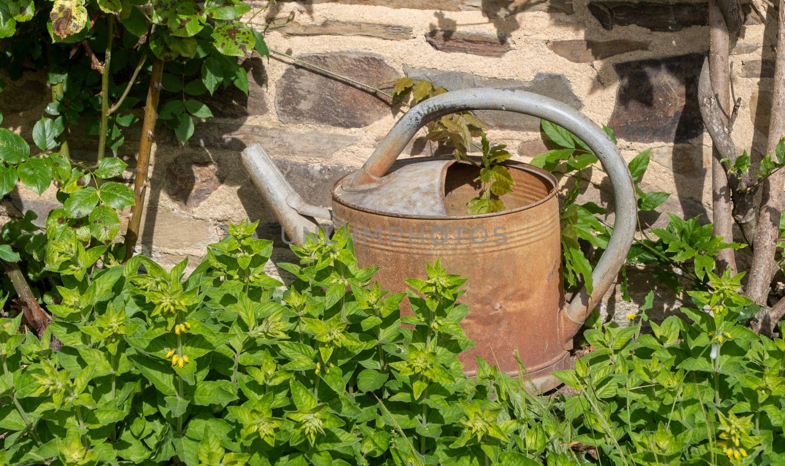 A rusty watering can sits on a bush. The watering can is old and has a worn appearance. The bush is lush and green, and the watering can is surrounded by the leaves