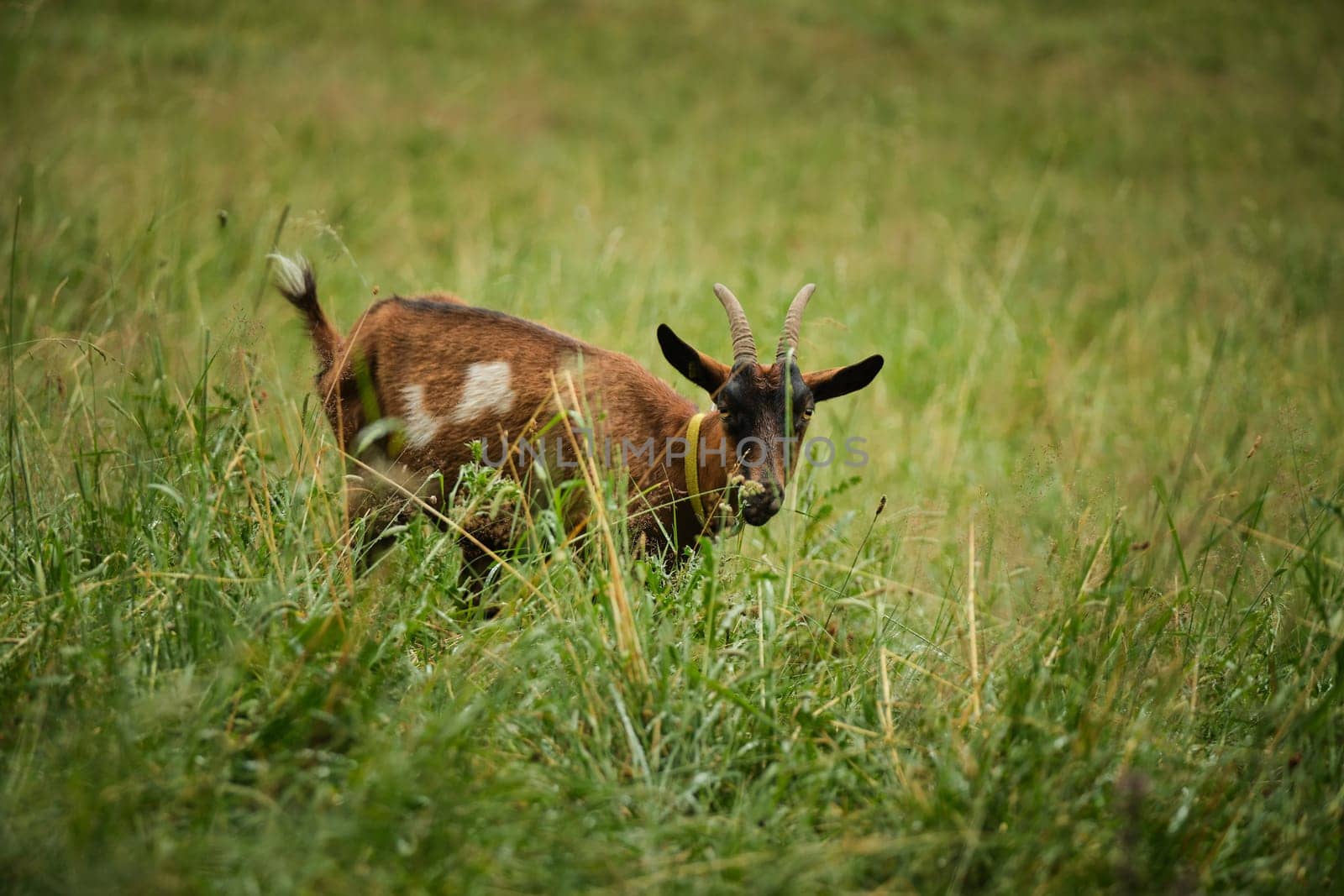 Portrait of brown goat with curved horns against green pasture looking at camera
