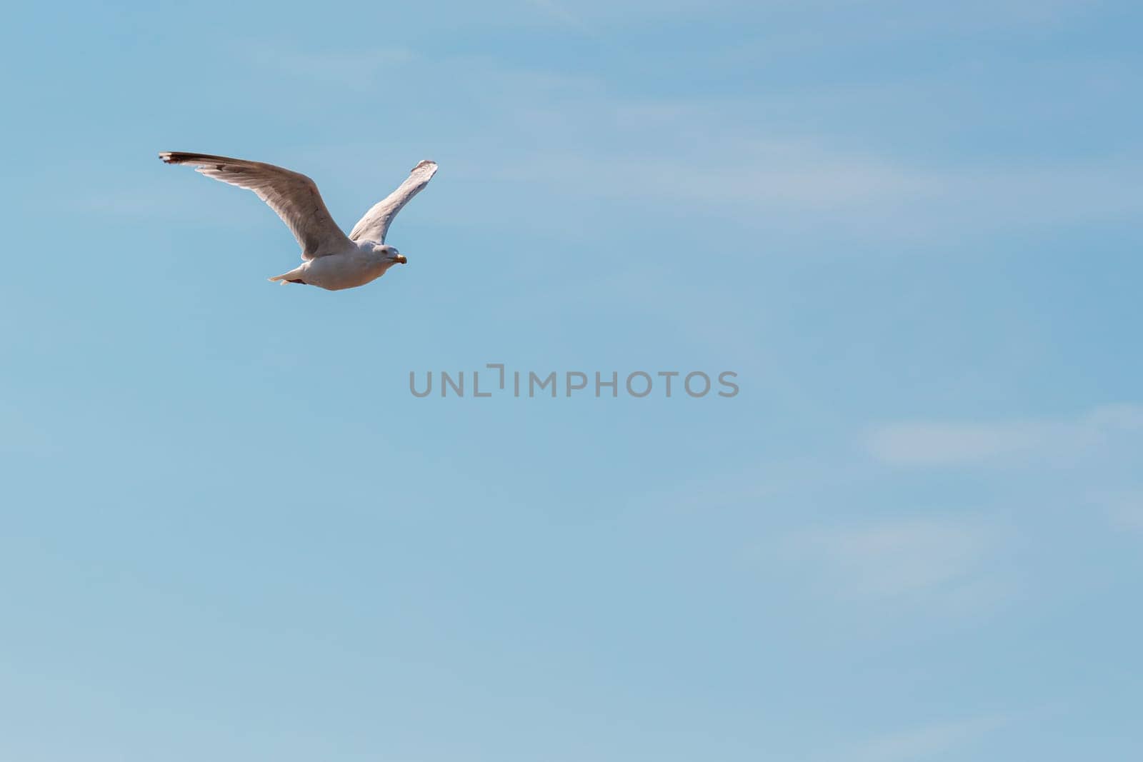 Seagull in flight wings up isolated against blue sky on sunny day