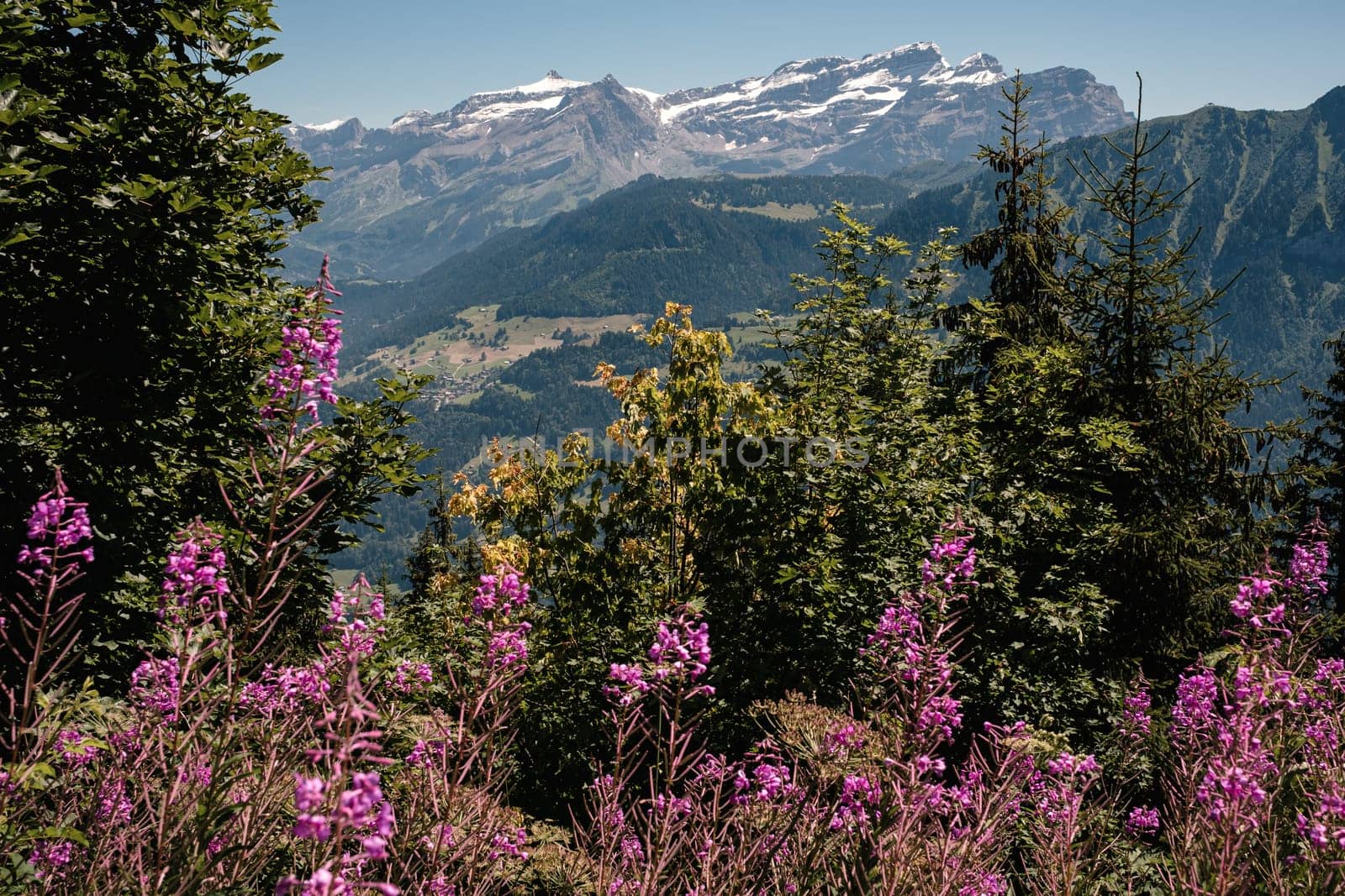 View on the Rhone valley near Aigle with colorful lush foliage and flowers in the foreground and the Diablerets mountain range in the background. Summer, Leysin, Vaud, Switzerland