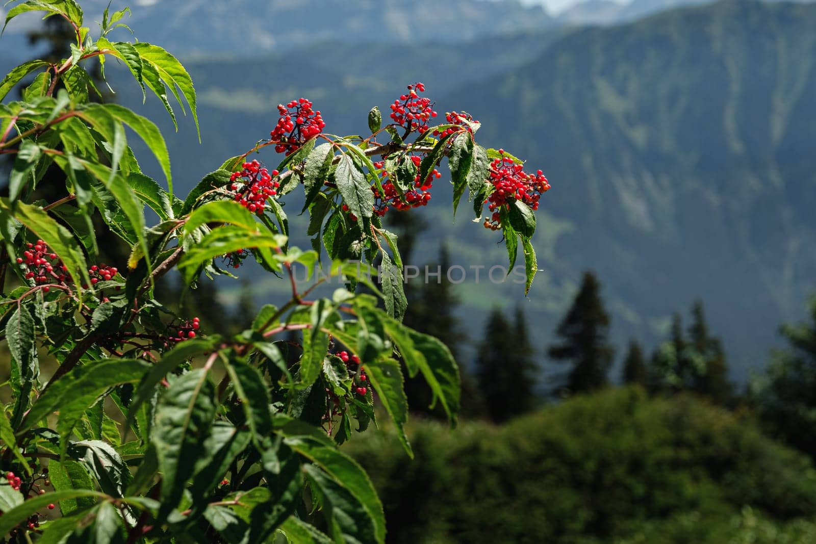 Red vibrant berries between the fresh green foliage of the red elderberry plant (sambucus racemosa), in the background an out of focus alpine mountain landscape. Photographed near Leysin, canton of Vaud, Switzerland