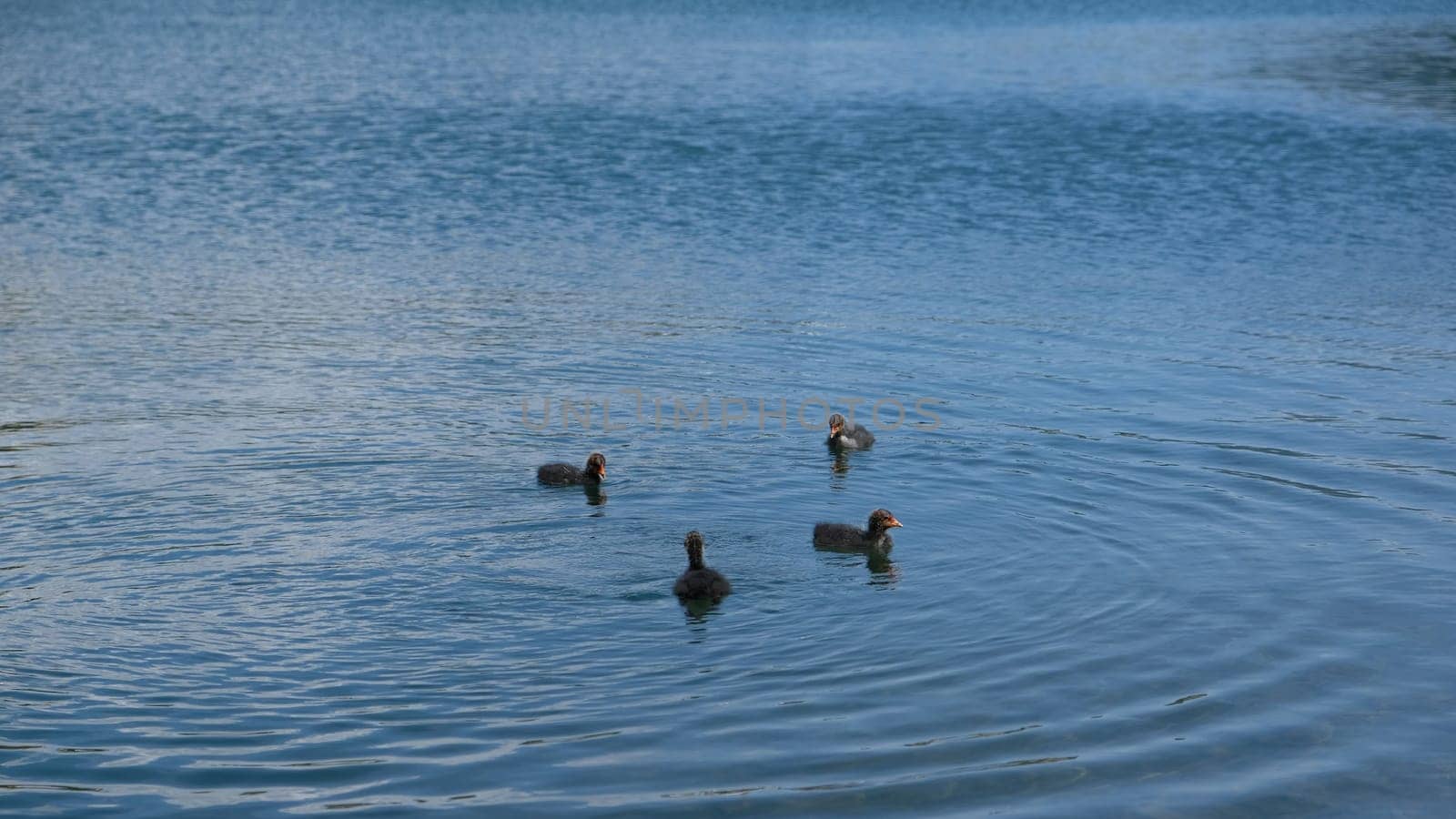 Family of four ducklings swimming together with mother duck on a lake with clear blue water