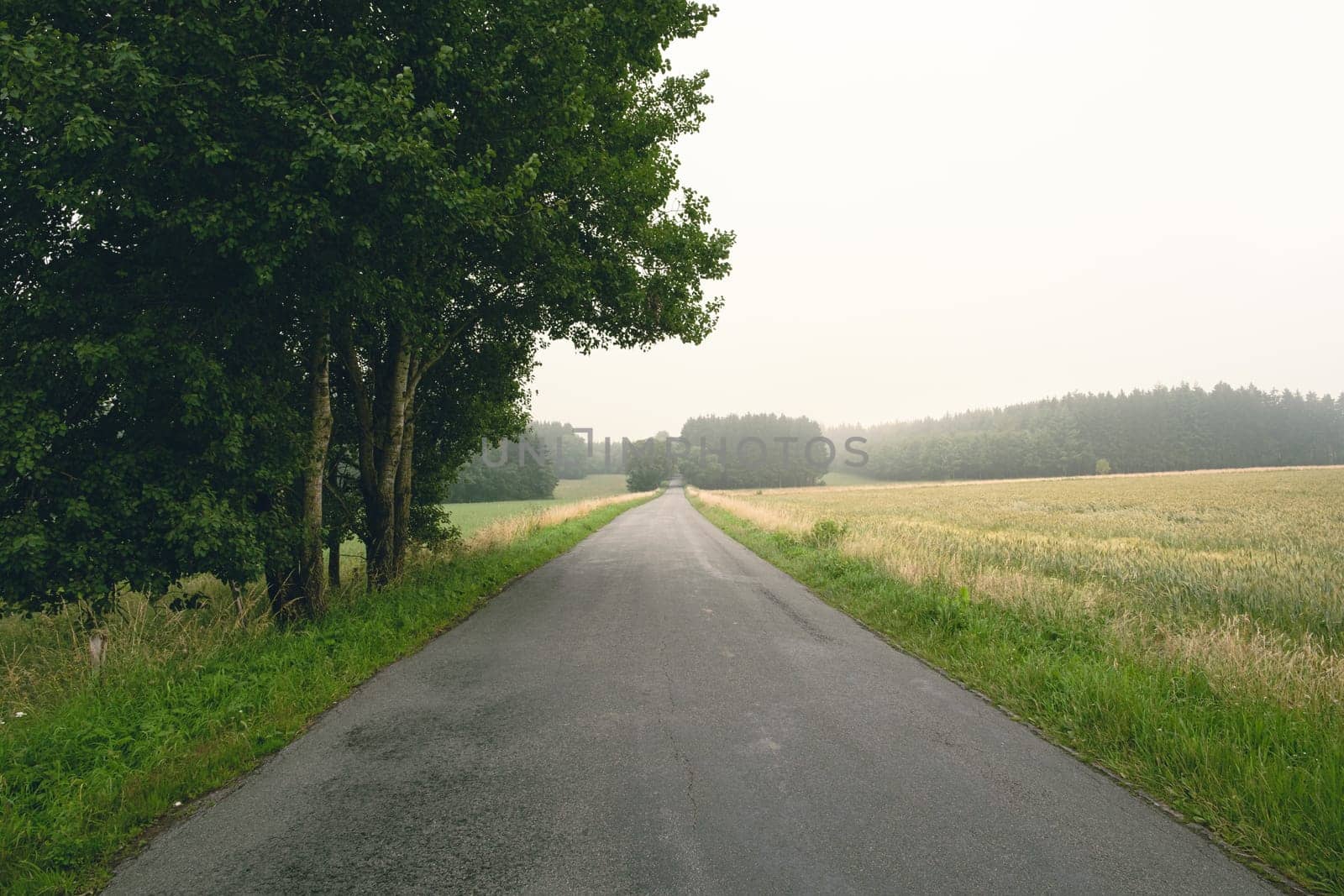 Empty concrete country road leading into the Bois Jacques in the background on a foggy day. Foy - Bastogne - Belgium - Battle of the Bulge