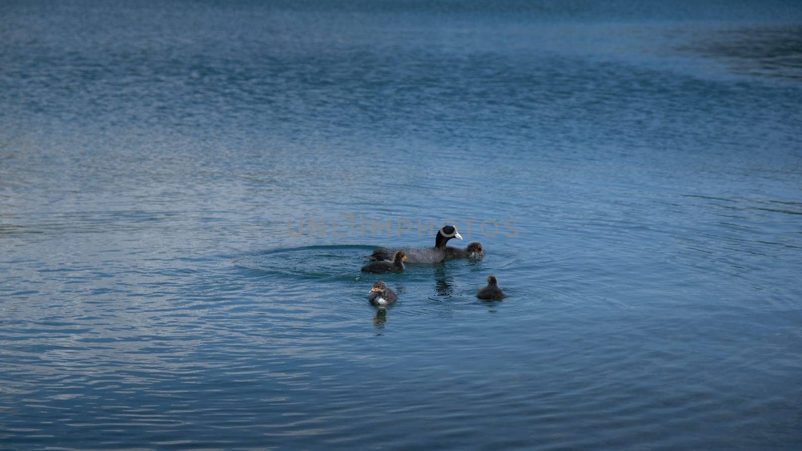 Family of four ducklings swimming together with mother duck on a lake with clear blue water