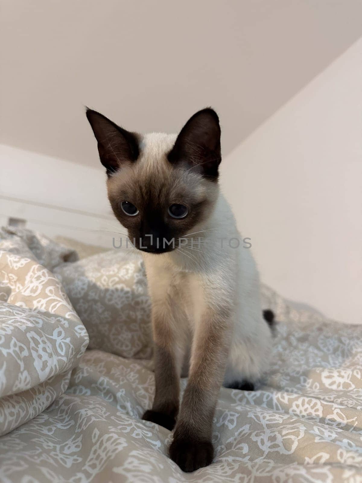 Curious funny siamese cat at home. Pet and relaxation, comfort and cozy concept.