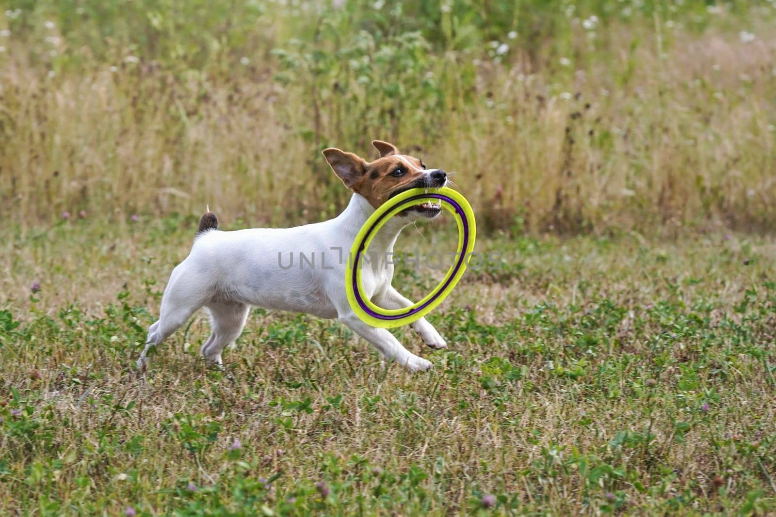 Small Jack Russell terrier carrying yellow throwing disc in her mouth while running on meadow, view from side