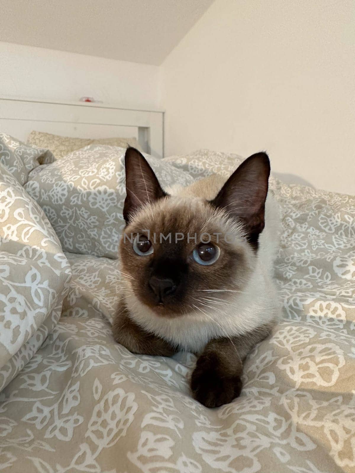Curious funny siamese cat at home. Pet and relaxation, comfort and cozy concept.