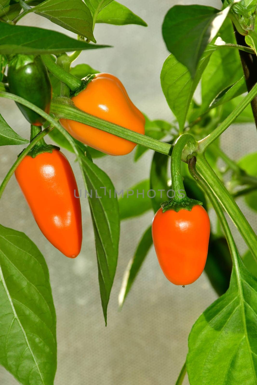 ripe jalapeño chilis on its plant