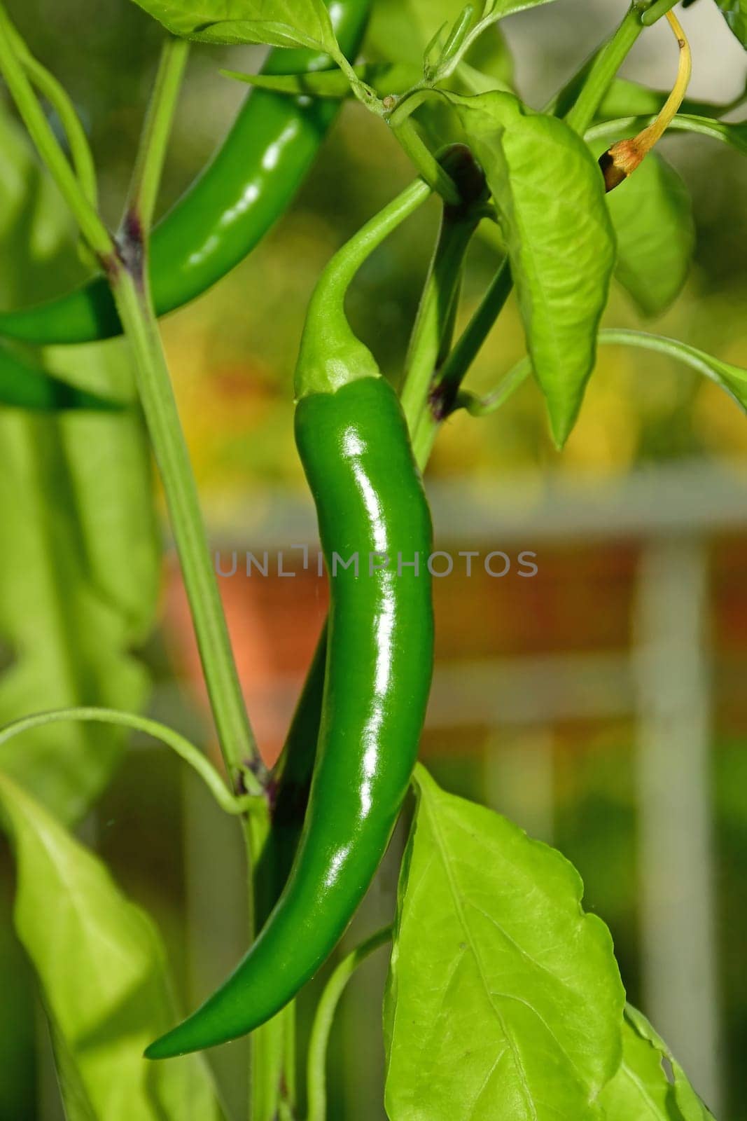 green unripe cayenne chili on its plant in a closeup