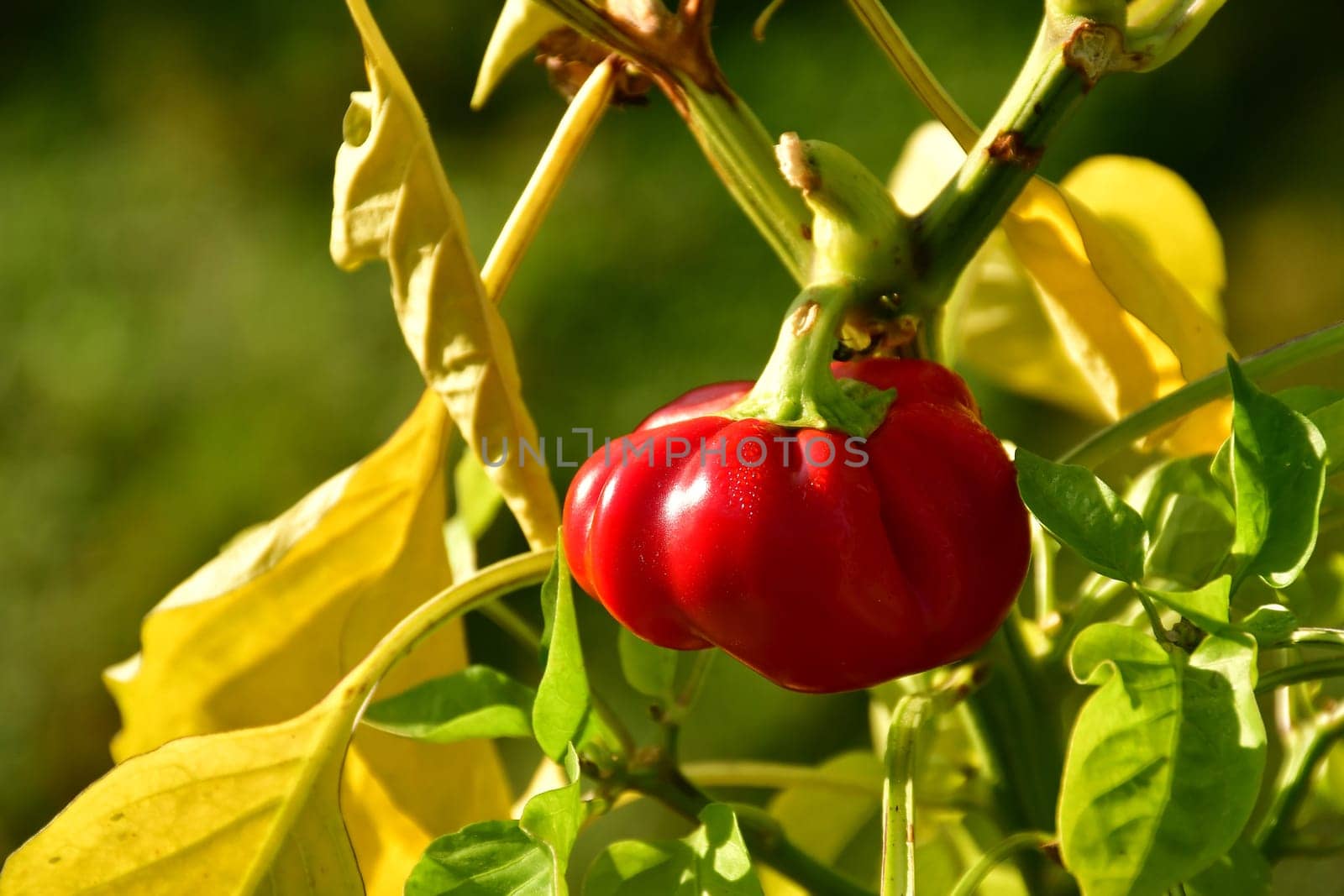 ripe red pepper plant cultivation on a balcony