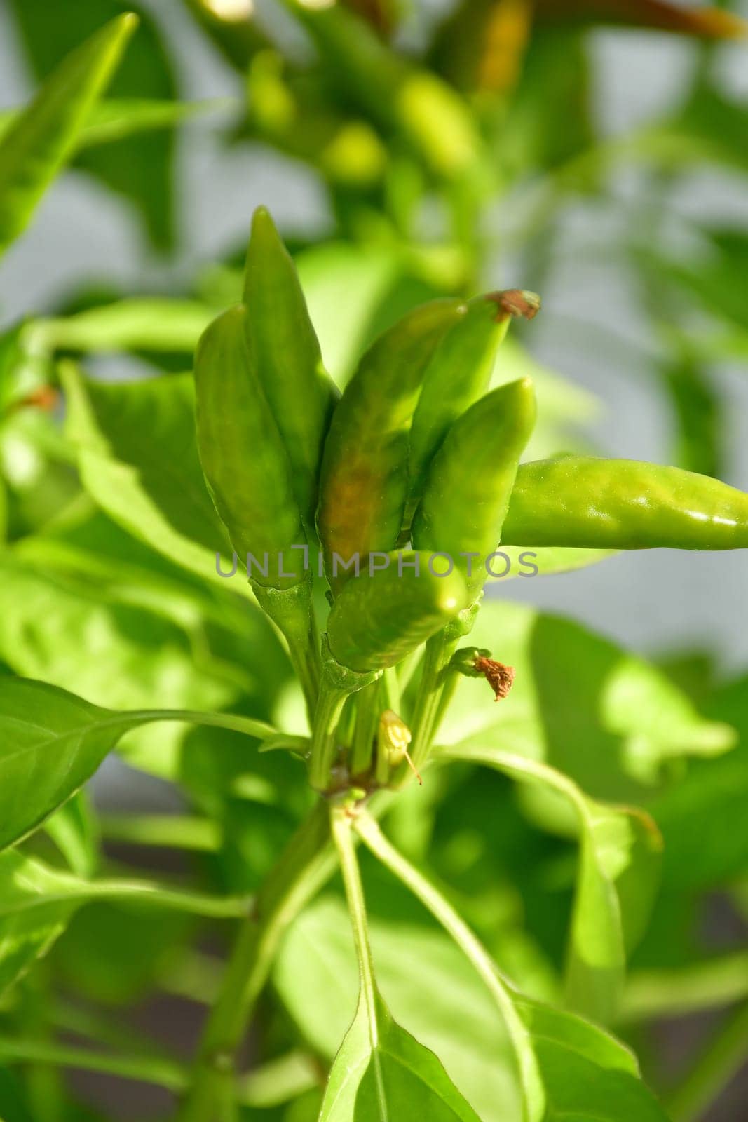Thai chilis on its plant