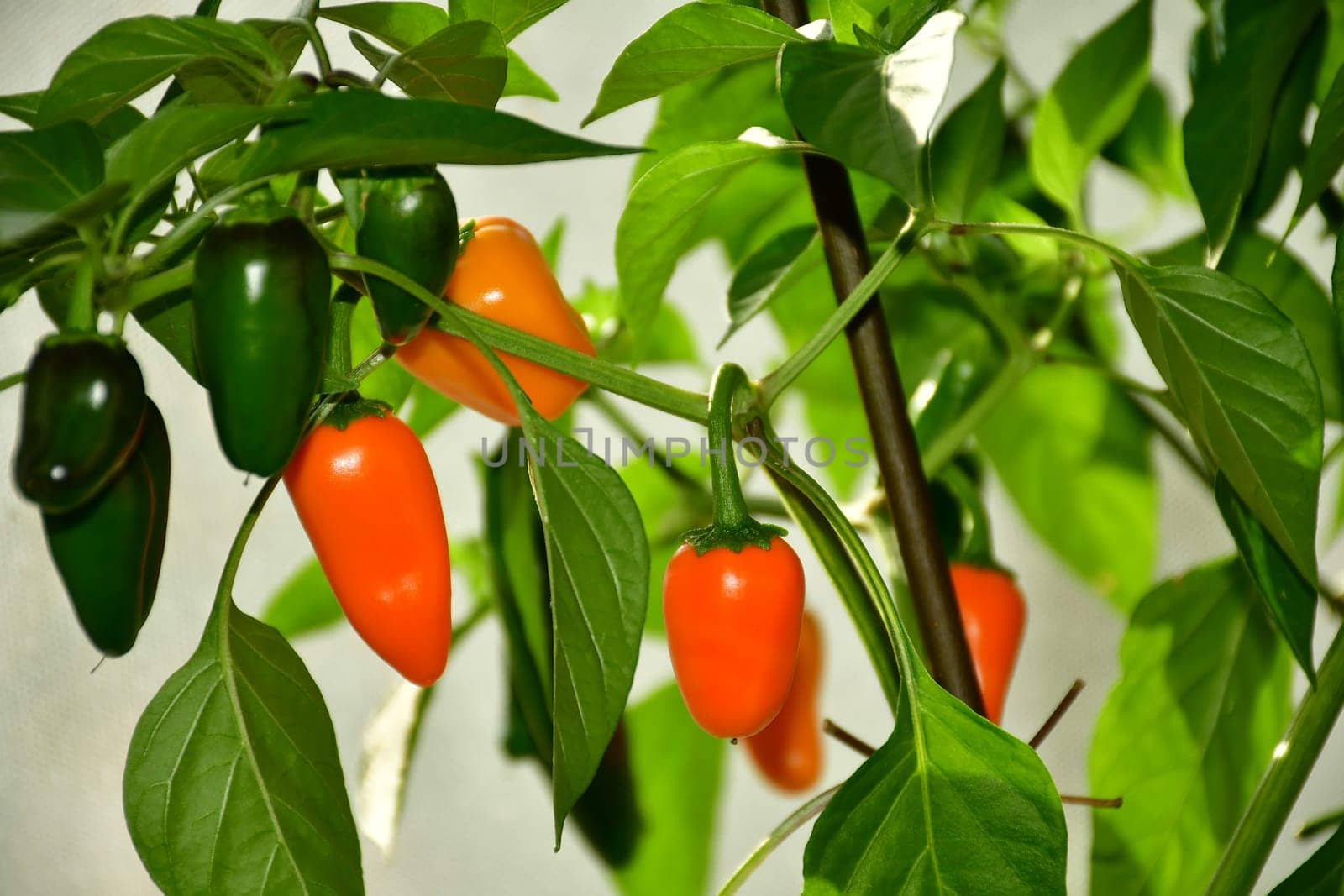 ripe jalapeno chili on its plant