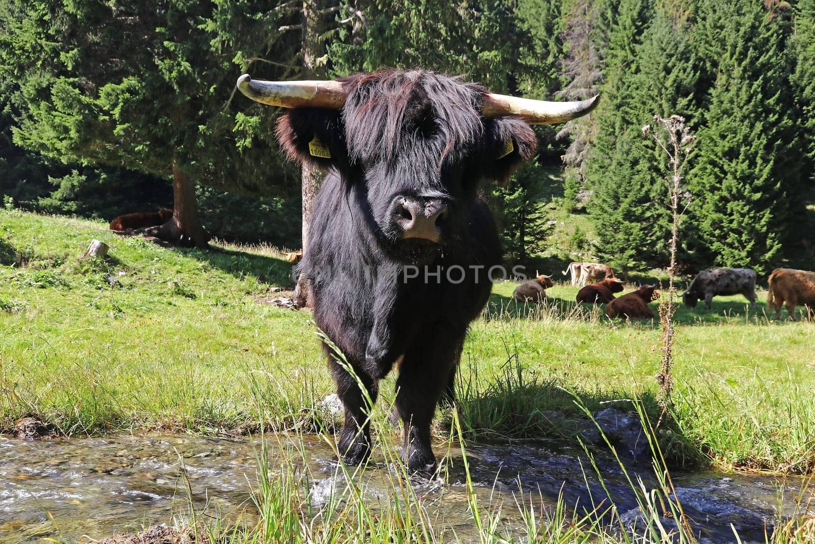 A black Scottish Highland cattle stands in a stream to drink water