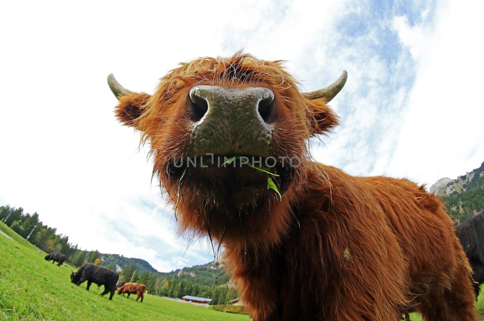 Funny wide-angle shot of a young Scottish Highland cattle in the mountains of Austria