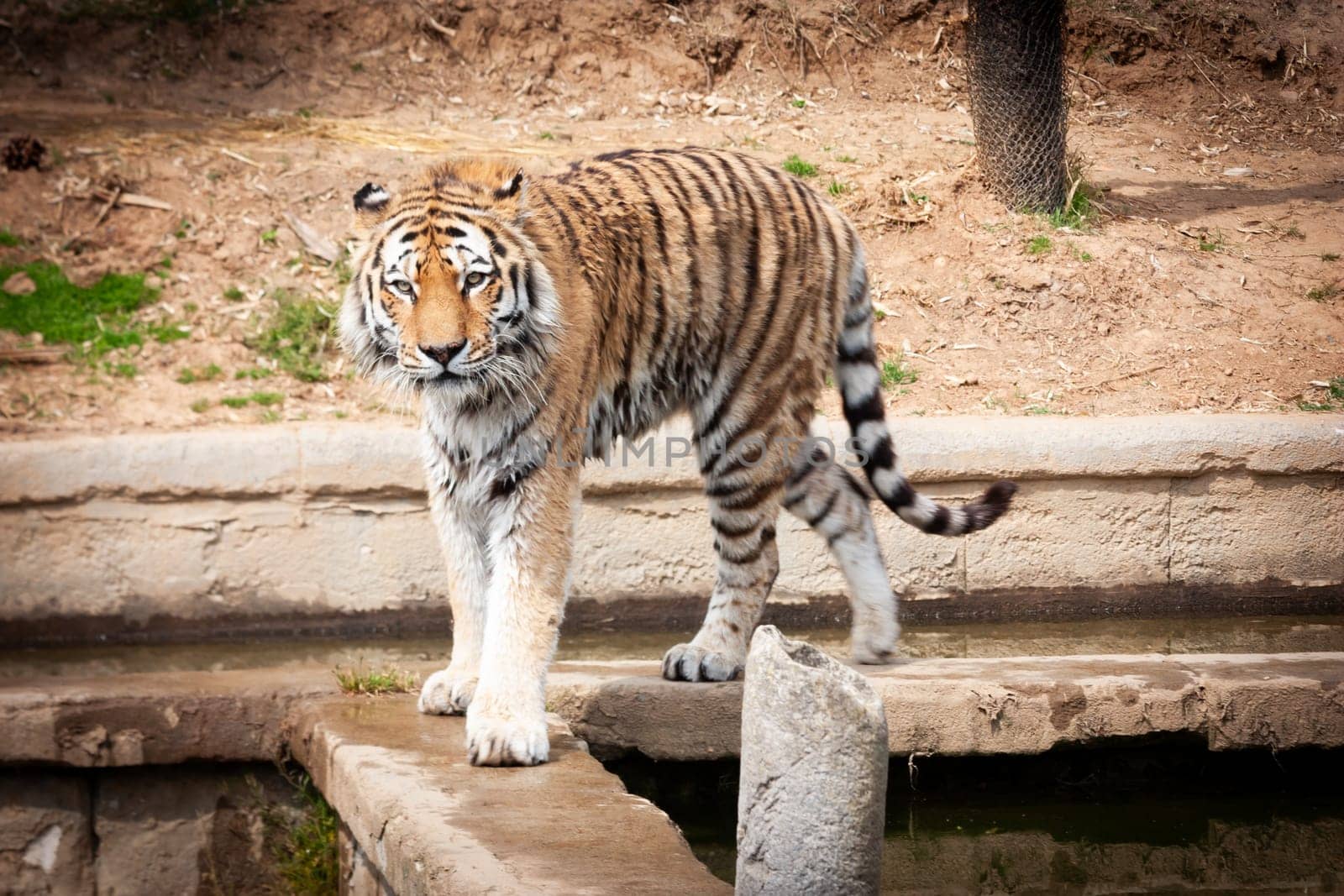Walking tiger in outdoors. Wildlife animal portrait, nobody.