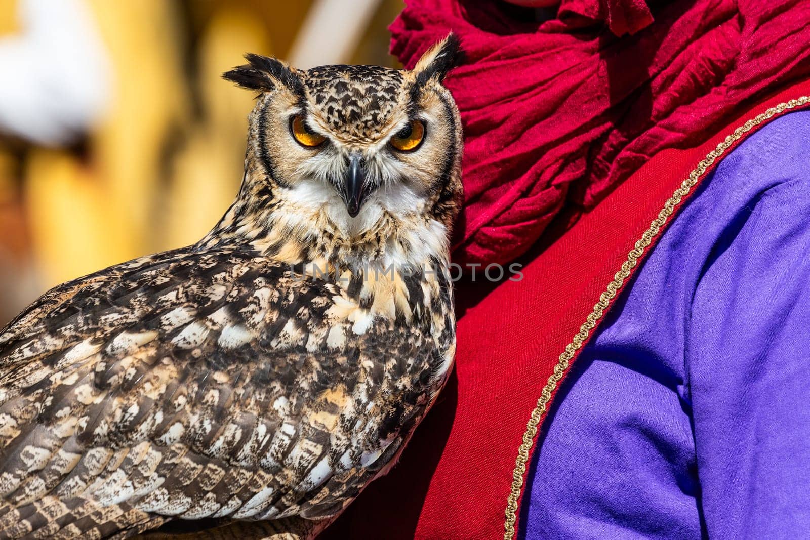 Owl looking to camera. Animal themes, majestic bird, day light