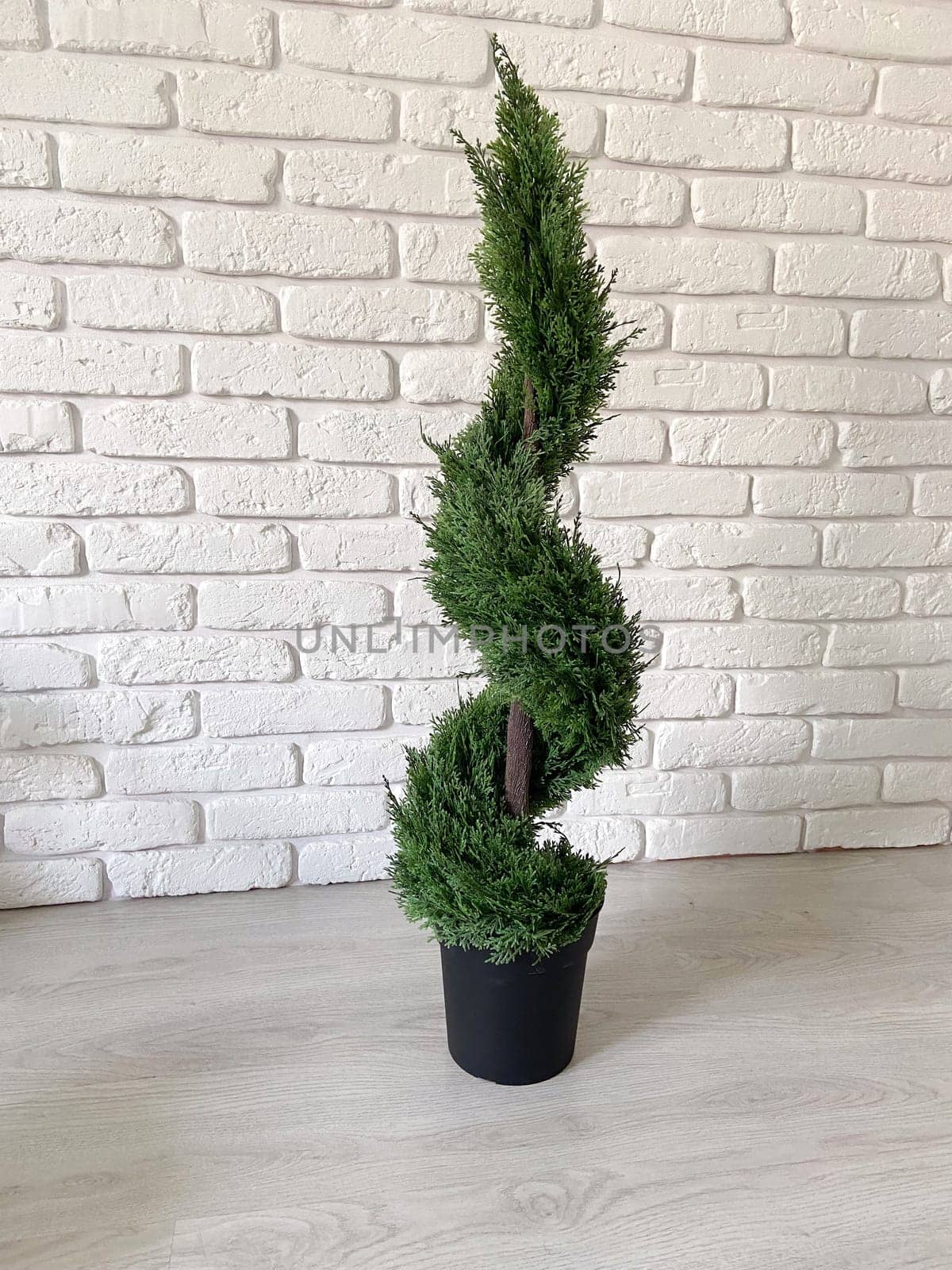 Beautiful twisted evergreen plant stands in a decorative pot against a textured white brick wall, adding a touch of nature to indoor setting. Intricate spiral shape of foliage creates a harmonious blend of natural beauty and artistic design.
