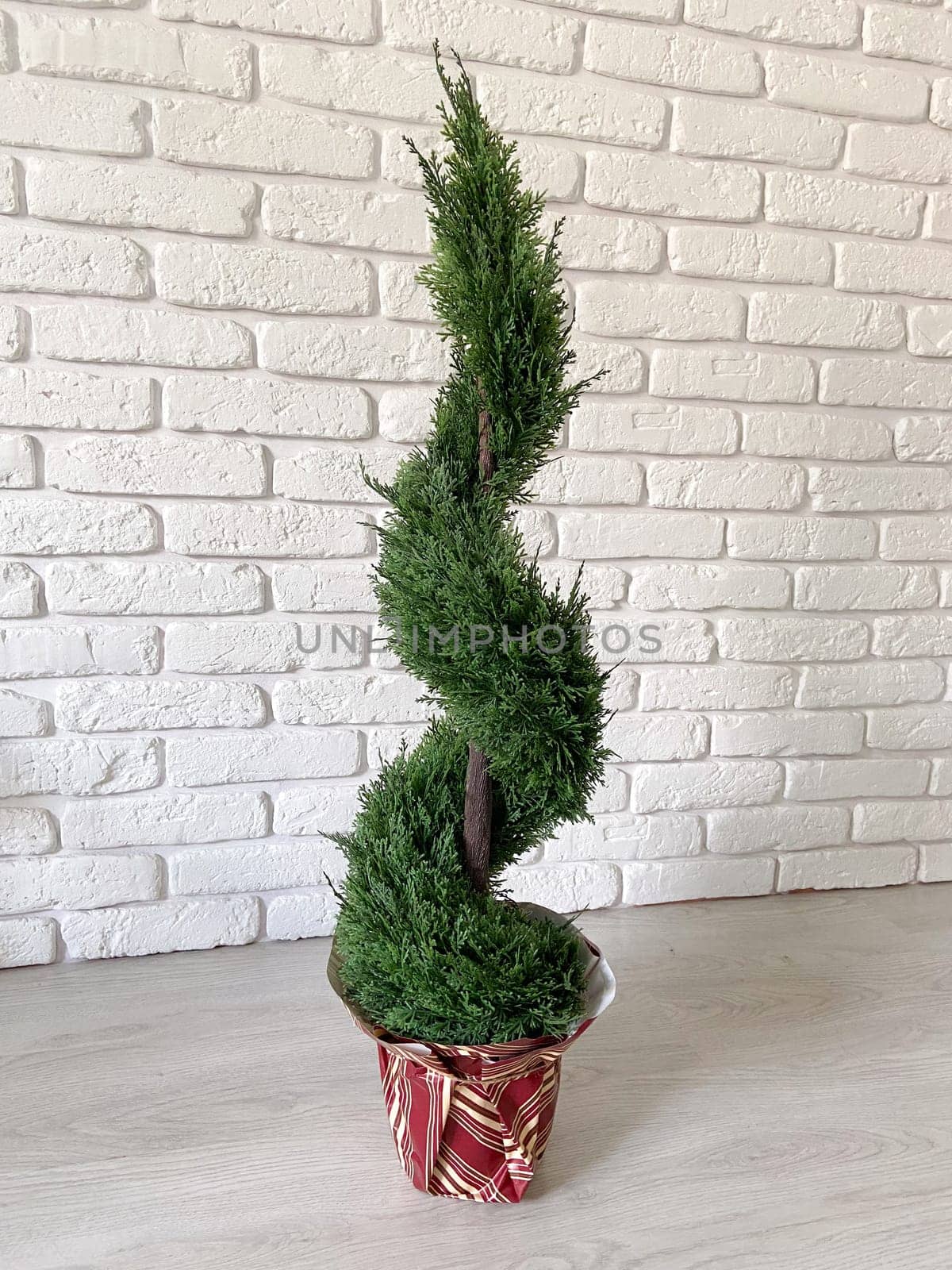 Beautiful twisted evergreen plant stands in a decorative pot against a textured white brick wall, adding a touch of nature to indoor setting. Intricate spiral shape of foliage creates a harmonious blend of natural beauty and artistic design.