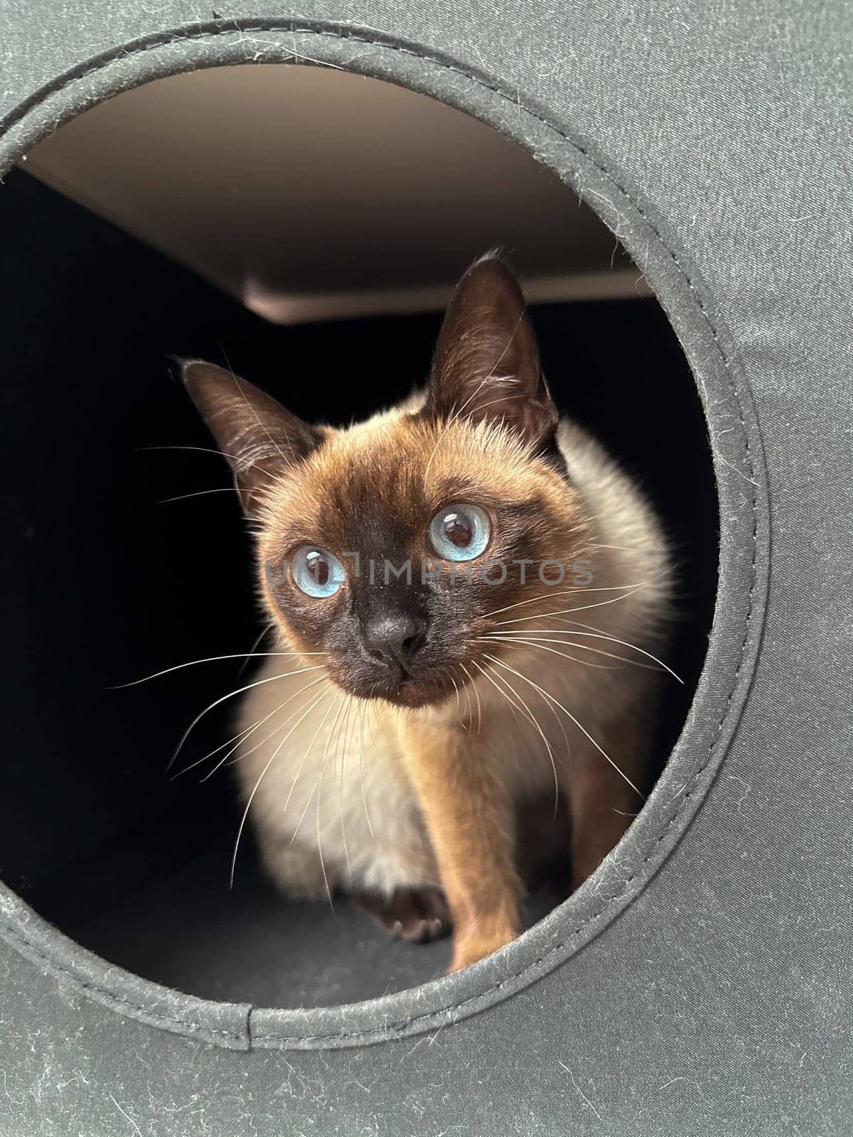 Cozy Siamese cat peacefully naps inside a soft cat bed. Accessories for pet. Pet care concept.