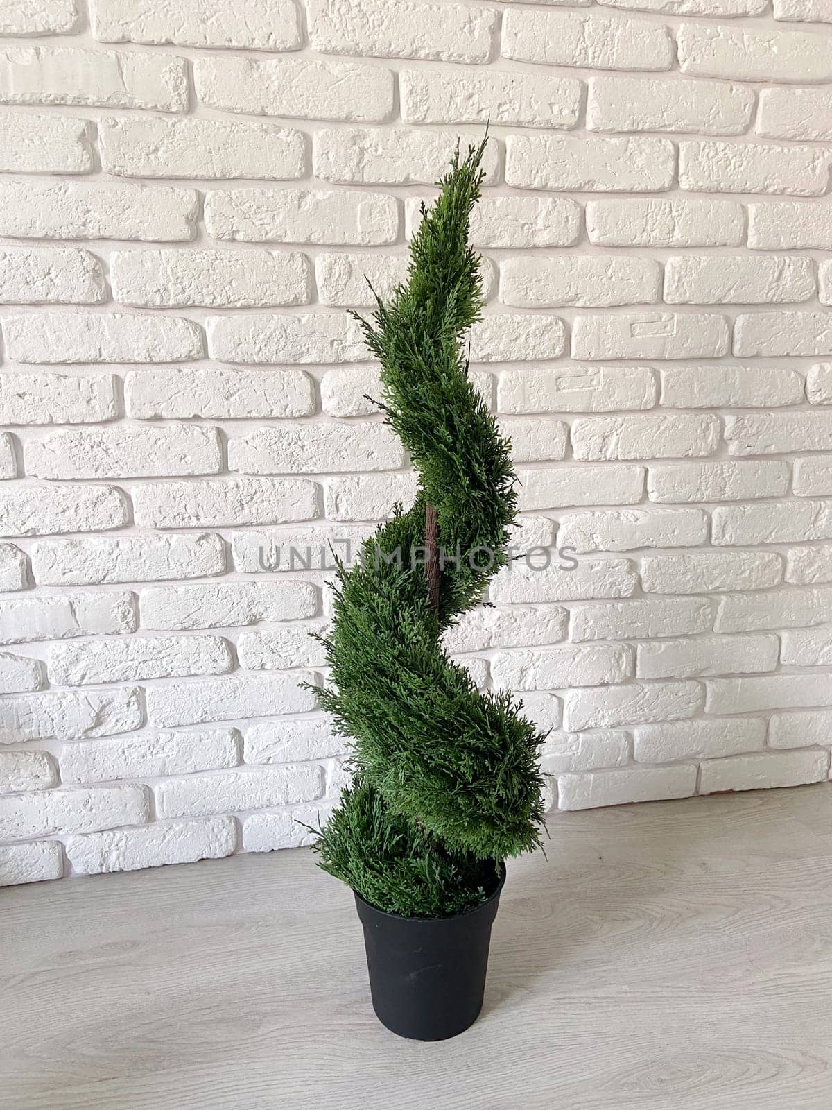 Beautiful twisted evergreen plant stands in a decorative pot against a textured white brick wall, adding a touch of nature to indoor setting. Intricate spiral shape of foliage creates a harmonious blend of natural beauty and artistic design.
