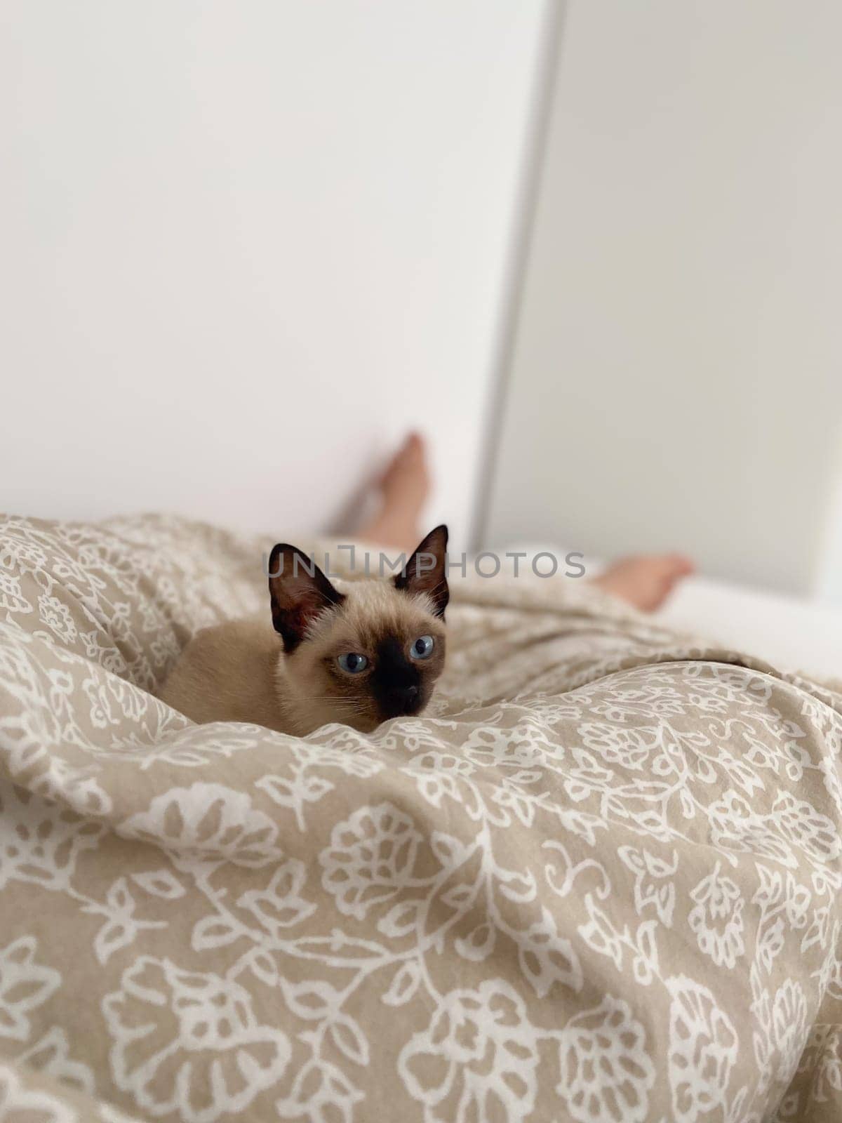 Cozy siamese kitten nestles into soft beige bedding on a neatly made bed. Pillows and blankets provide a serene and tranquil atmosphere perfect for a peaceful sleep. Pet care and domestic cat concept.