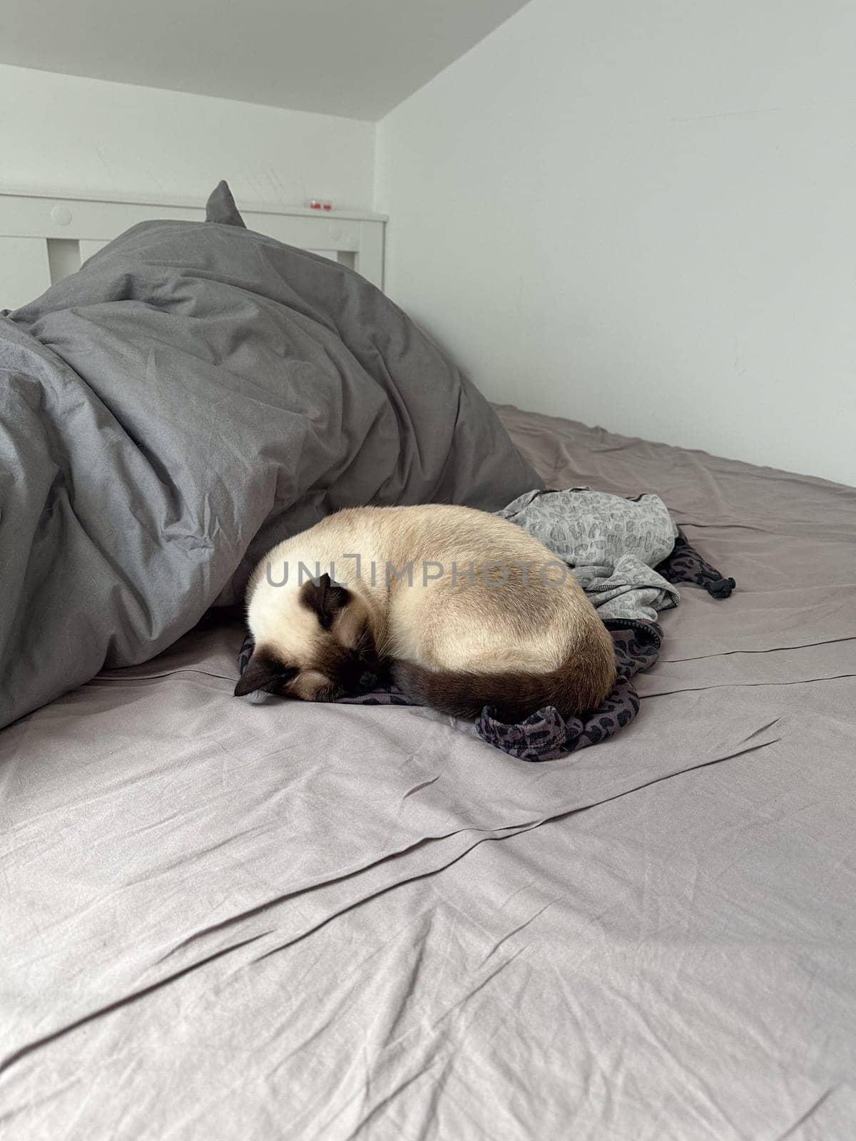 Cozy siamese cat nestles into soft gray bedding on a neatly made bed. Pillows and blankets provide a serene and tranquil atmosphere perfect for a peaceful sleep. Pet care and domestic cat concept.