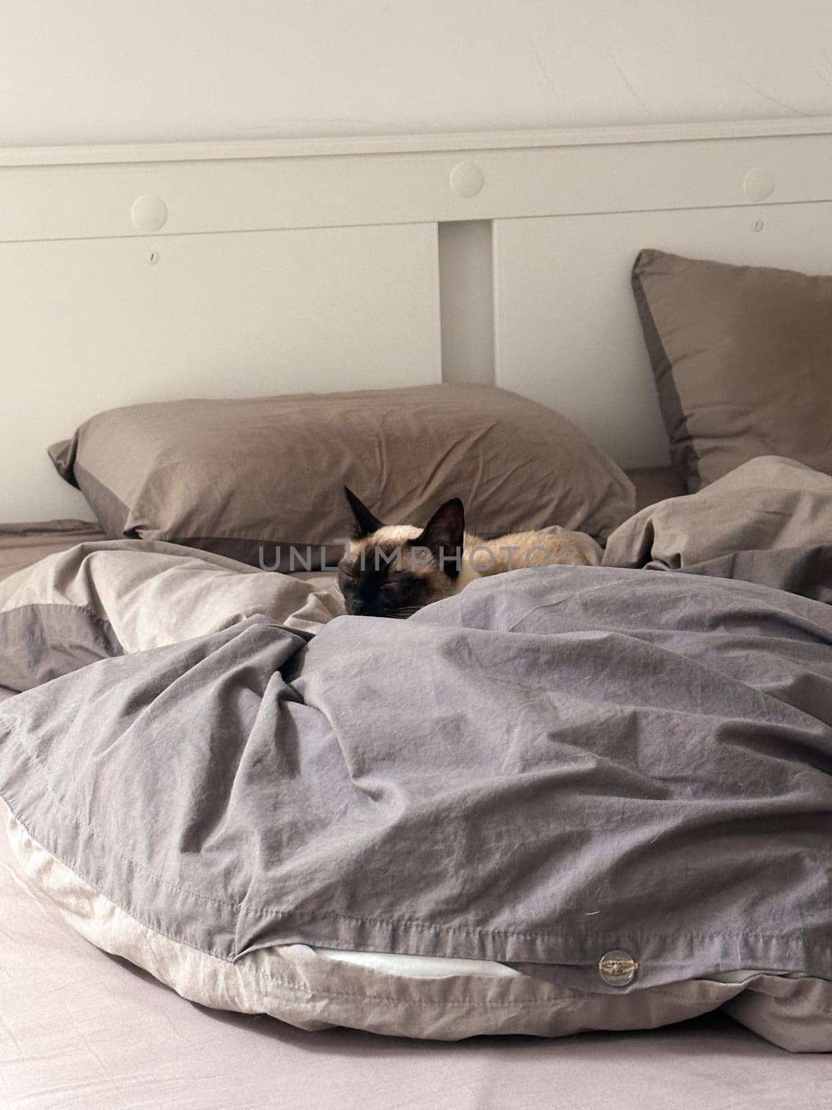 Cozy siamese cat nestles into soft gray bedding on a neatly made bed. Pillows and blankets provide a serene and tranquil atmosphere perfect for a peaceful sleep. Pet care and domestic cat concept.
