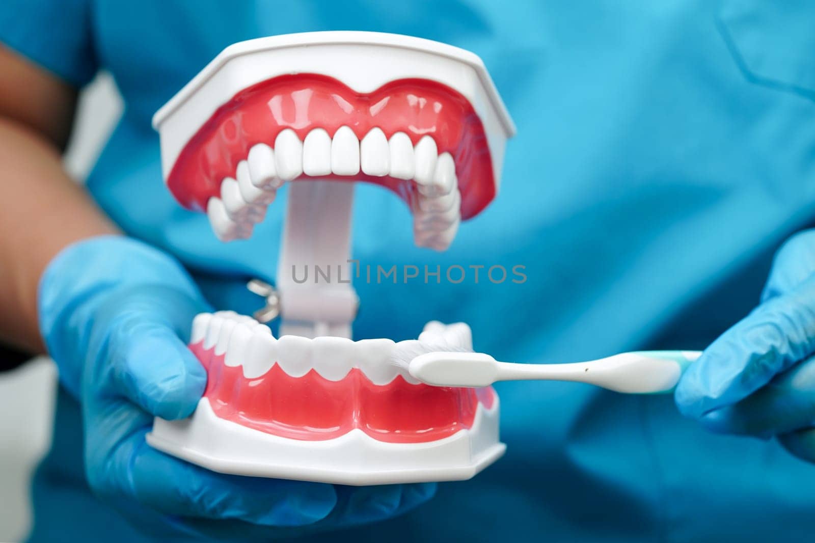 Doctor clean teeth denture with toothbrush for teach patient and dentist studying about dentistry.
